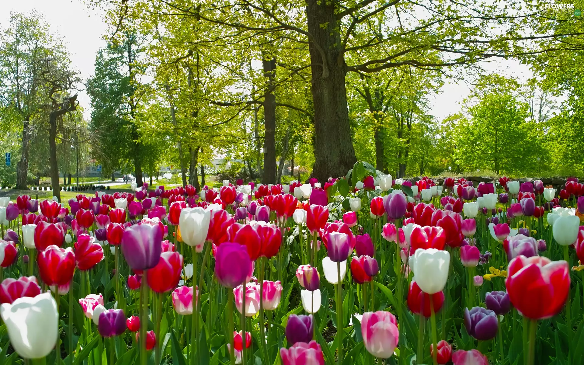 Park, trees, viewes, Tulips