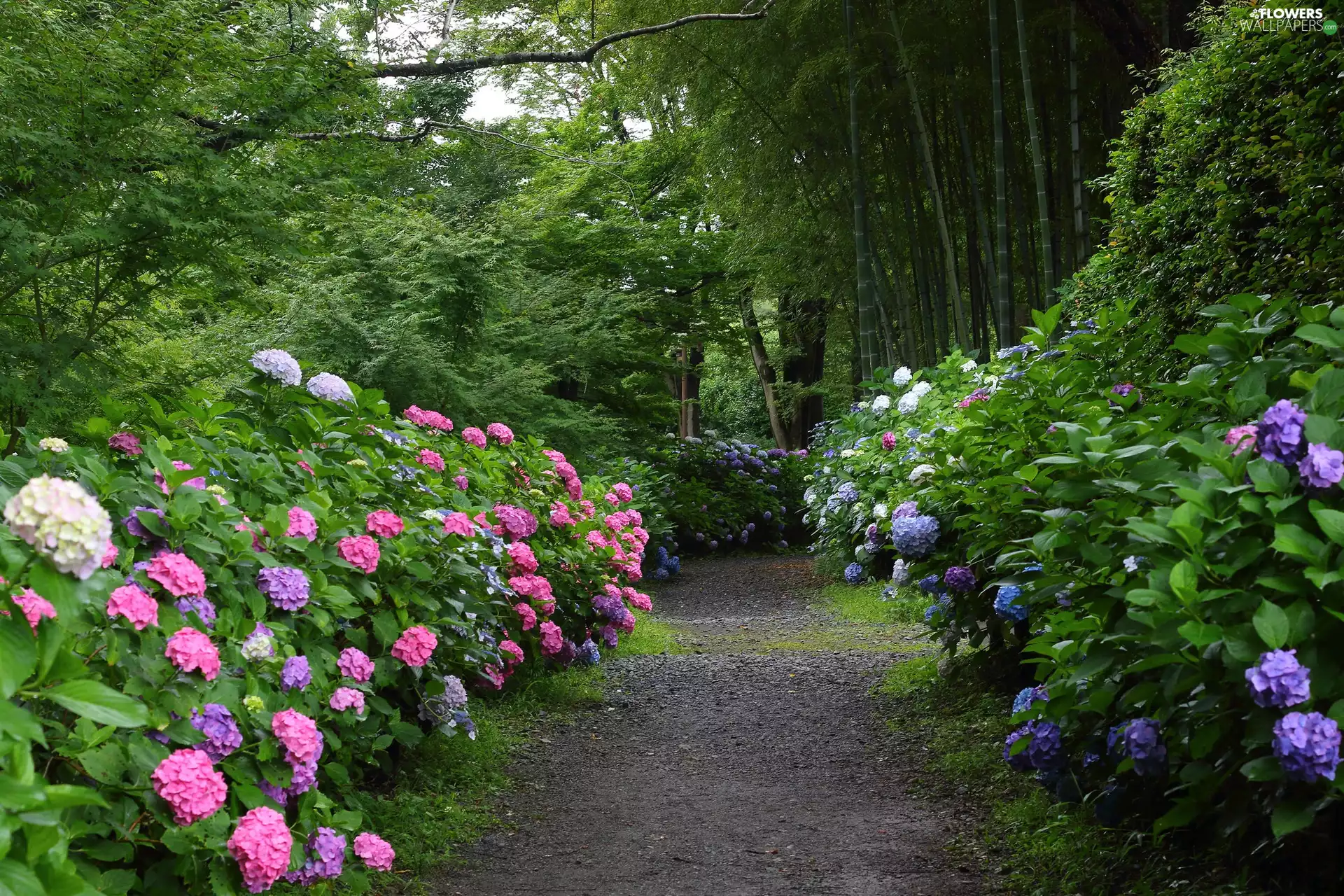 trees, viewes, Path, hydrangeas, Park