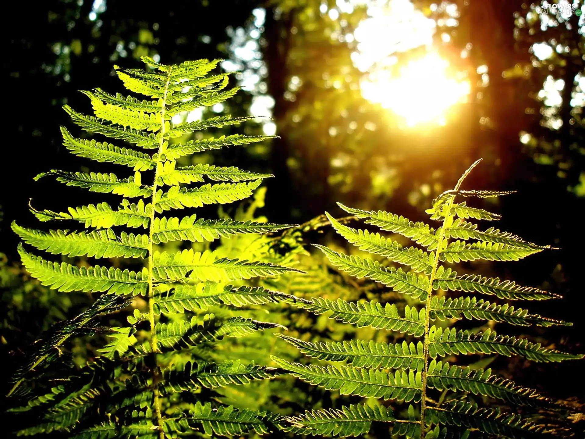 trees, viewes, Przebijające, rays, Ferns