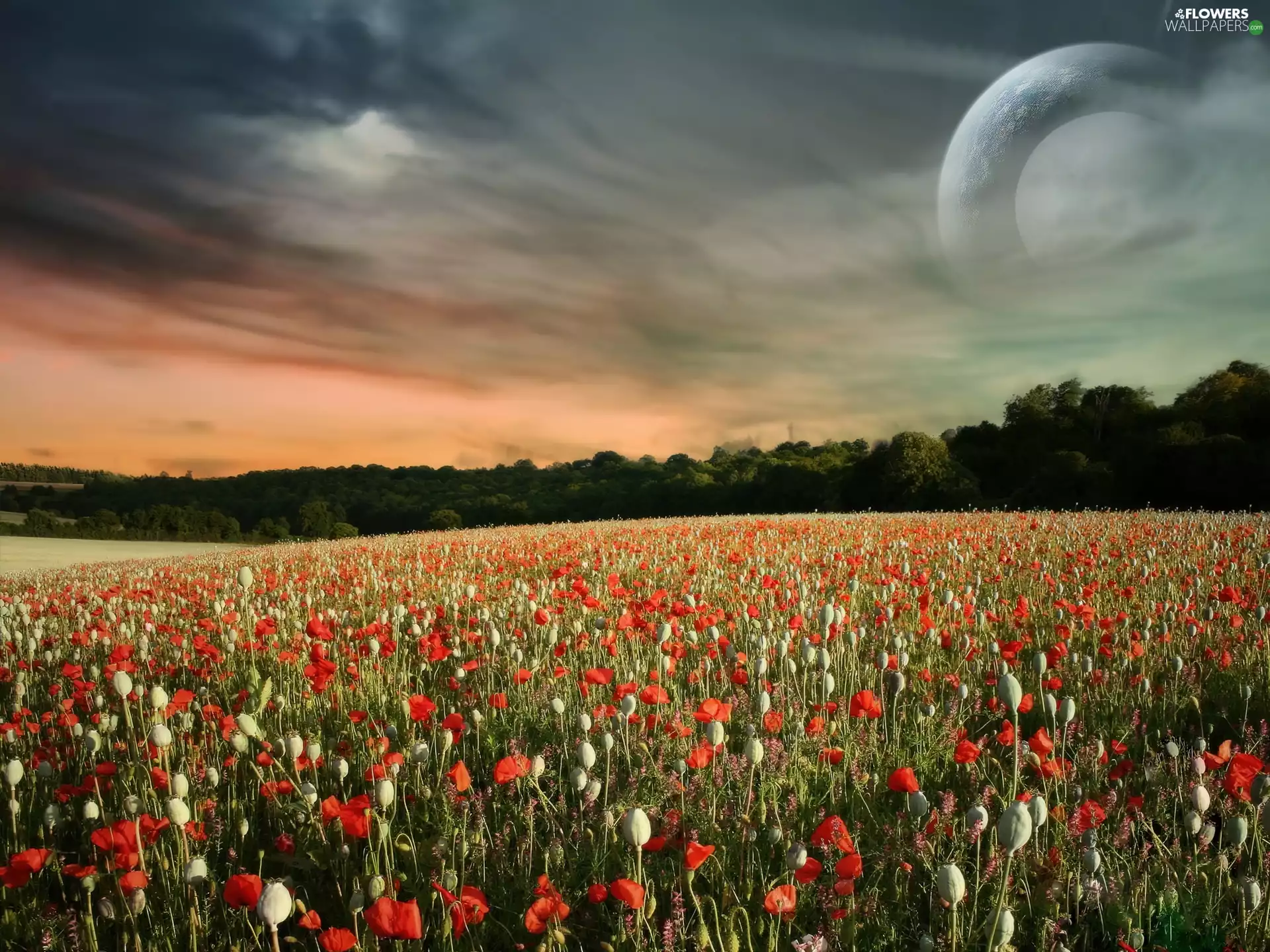 viewes, Sky, red weed, trees, Field