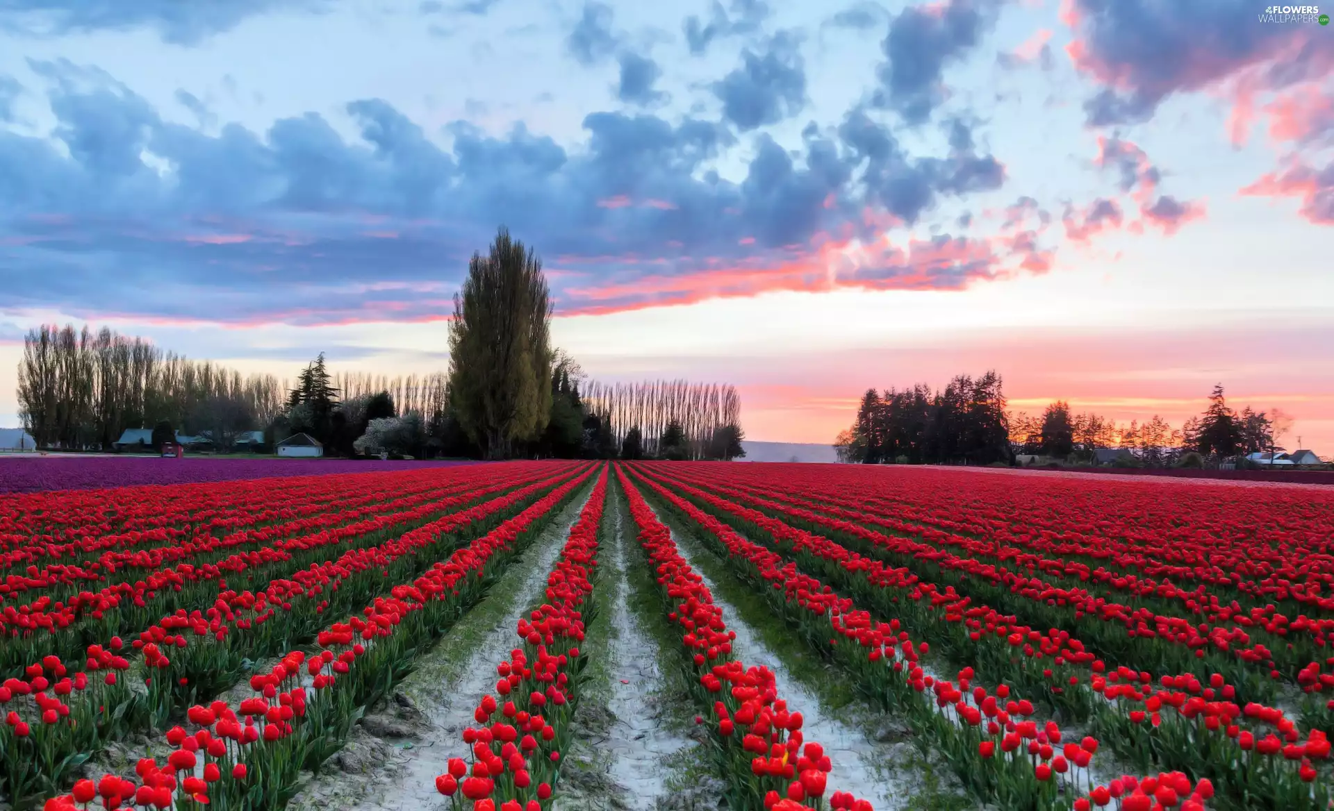 trees, viewes, Red, Tulips, Field