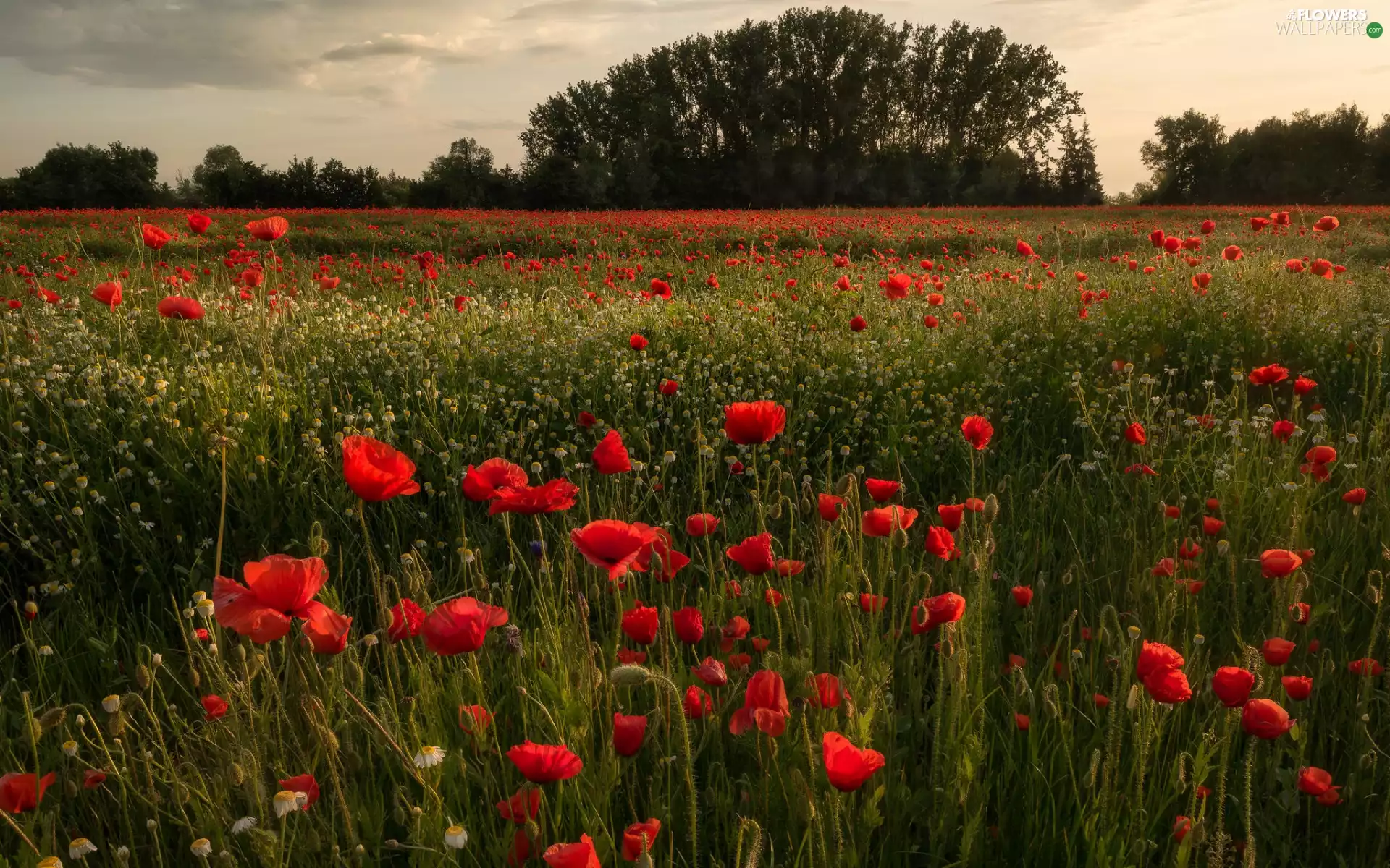 trees, viewes, Red, papavers, Meadow