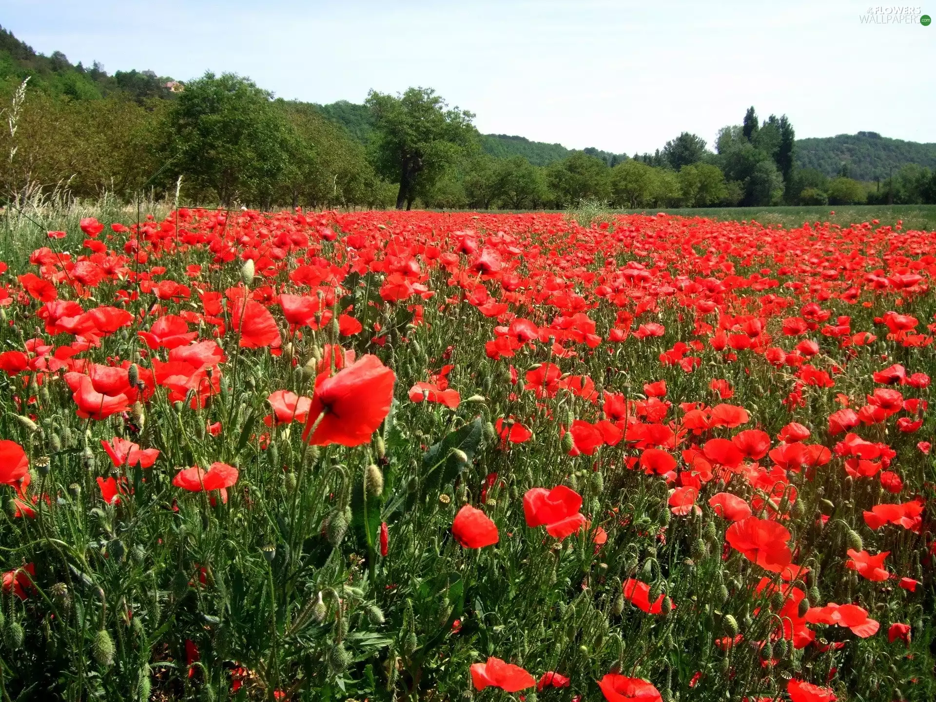 Red, trees, viewes, papavers