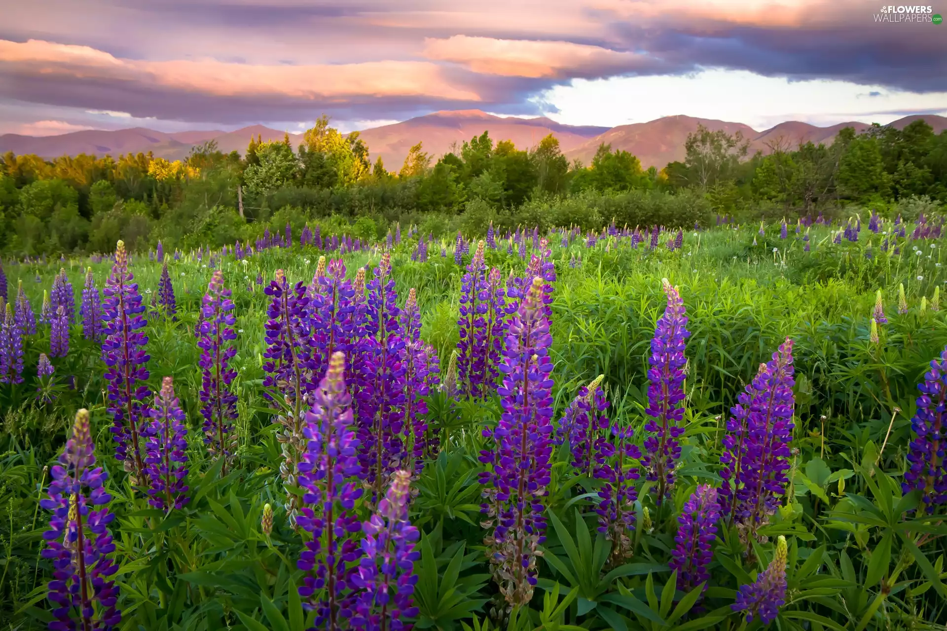 viewes, Sky, Mountains, trees, lupine