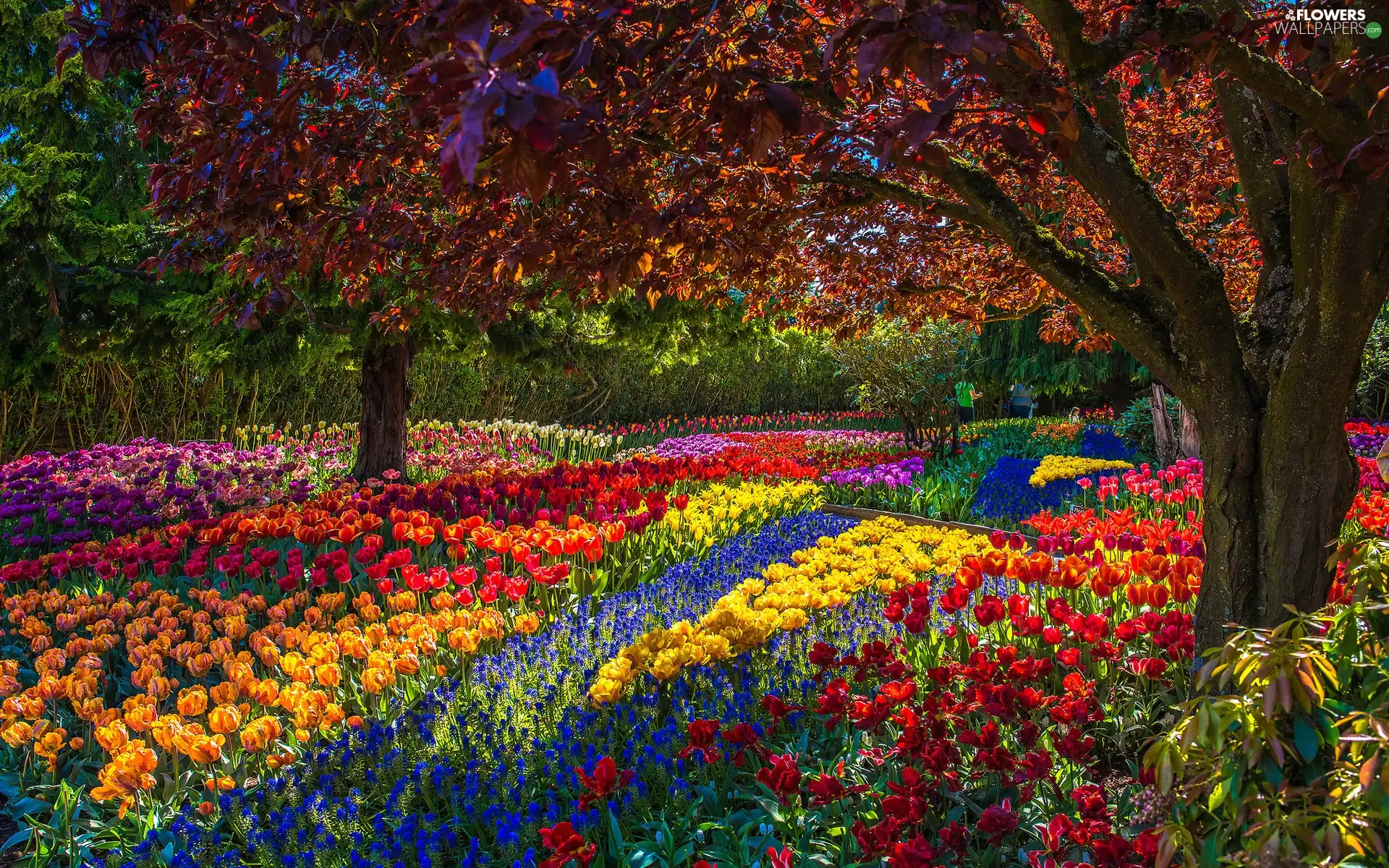 trees, viewes, Spring, Tulips, Park