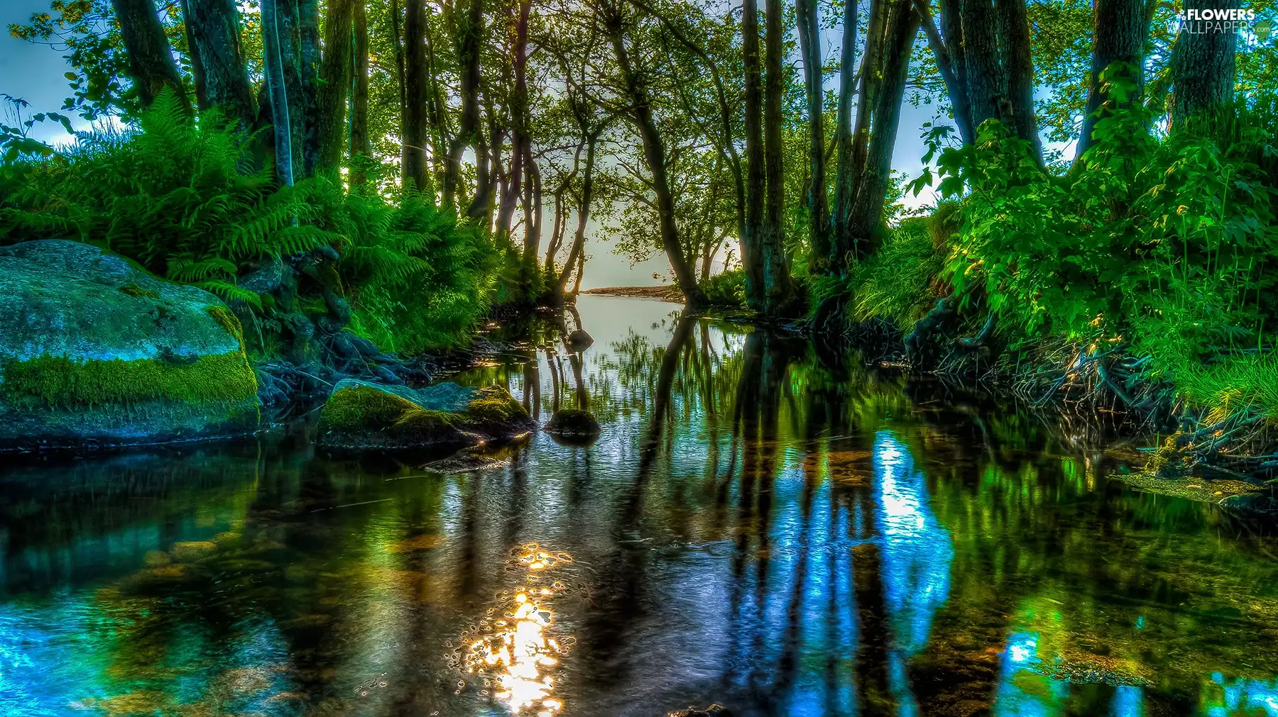 trees, viewes, Stones, fern, River