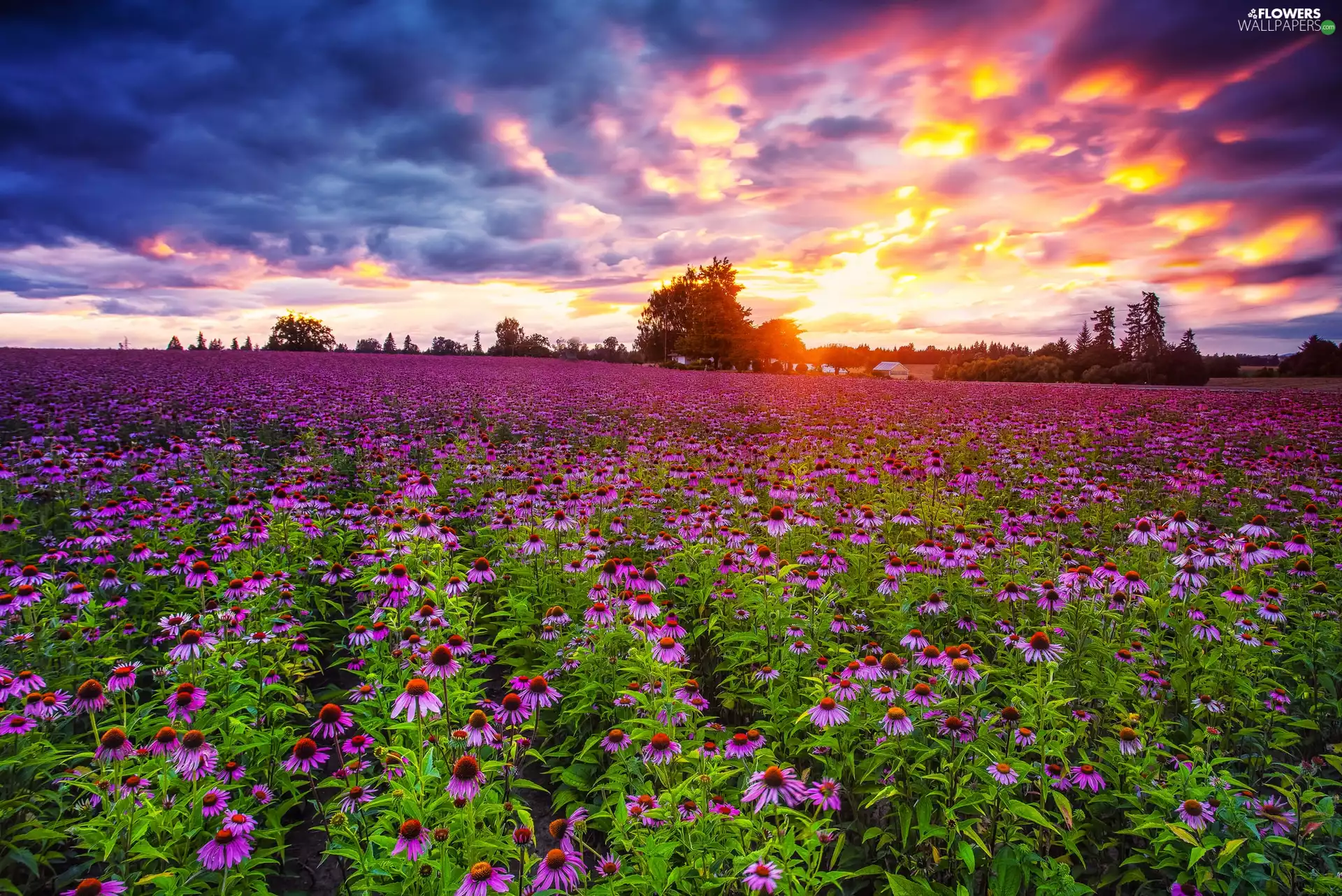 Flowers, echinacea, sun, trees, west, field, Farms, viewes