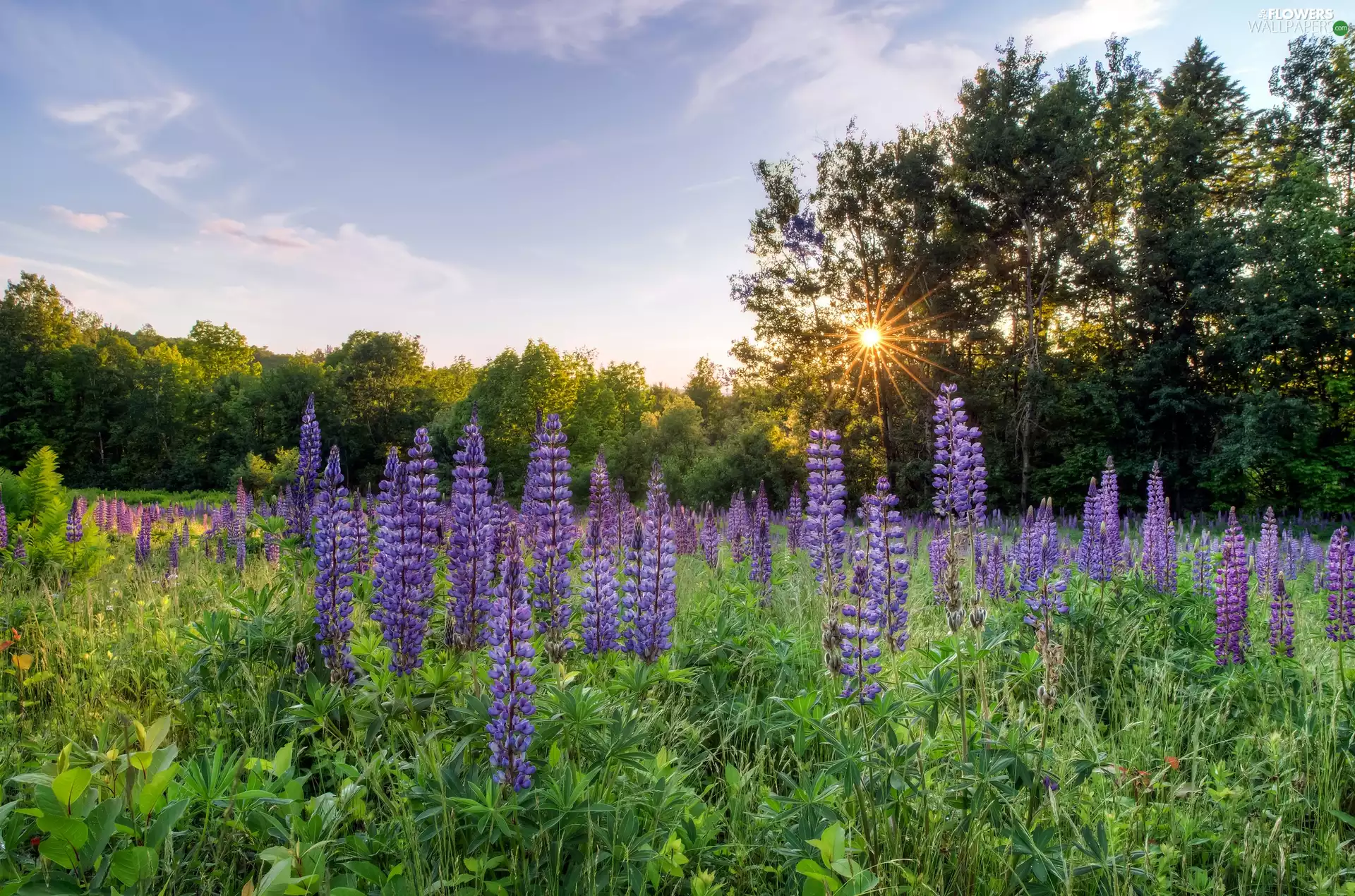 viewes, Meadow, VEGETATION, rays of the Sun, lupine, trees
