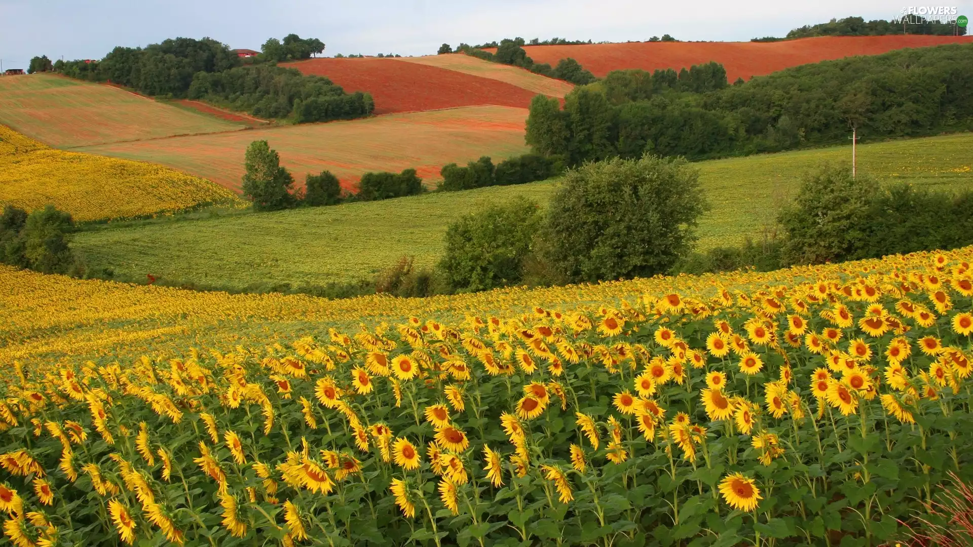 Nice sunflowers, trees, viewes, field