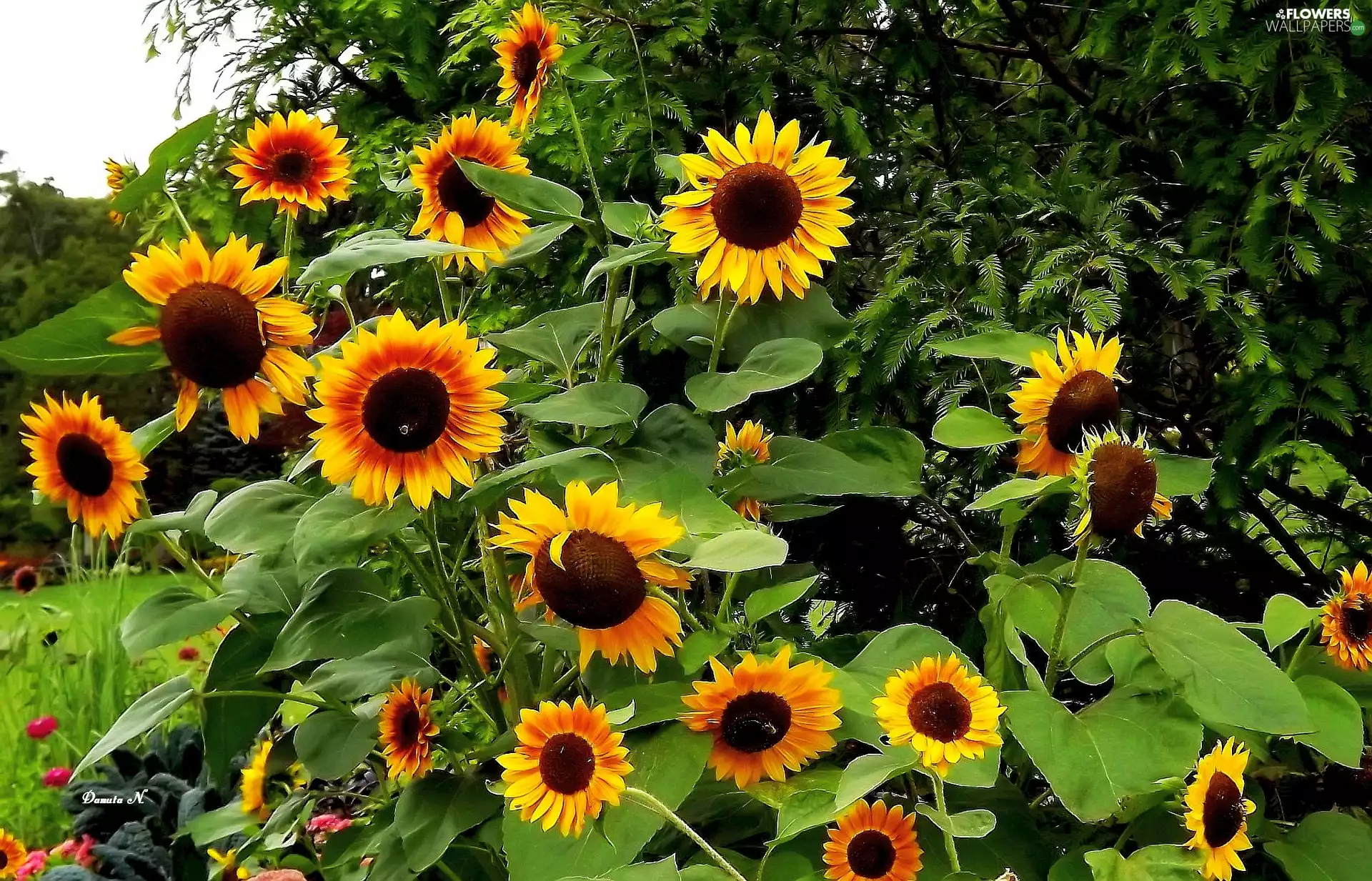 Leaf, Garden, trees, viewes, Nice sunflowers