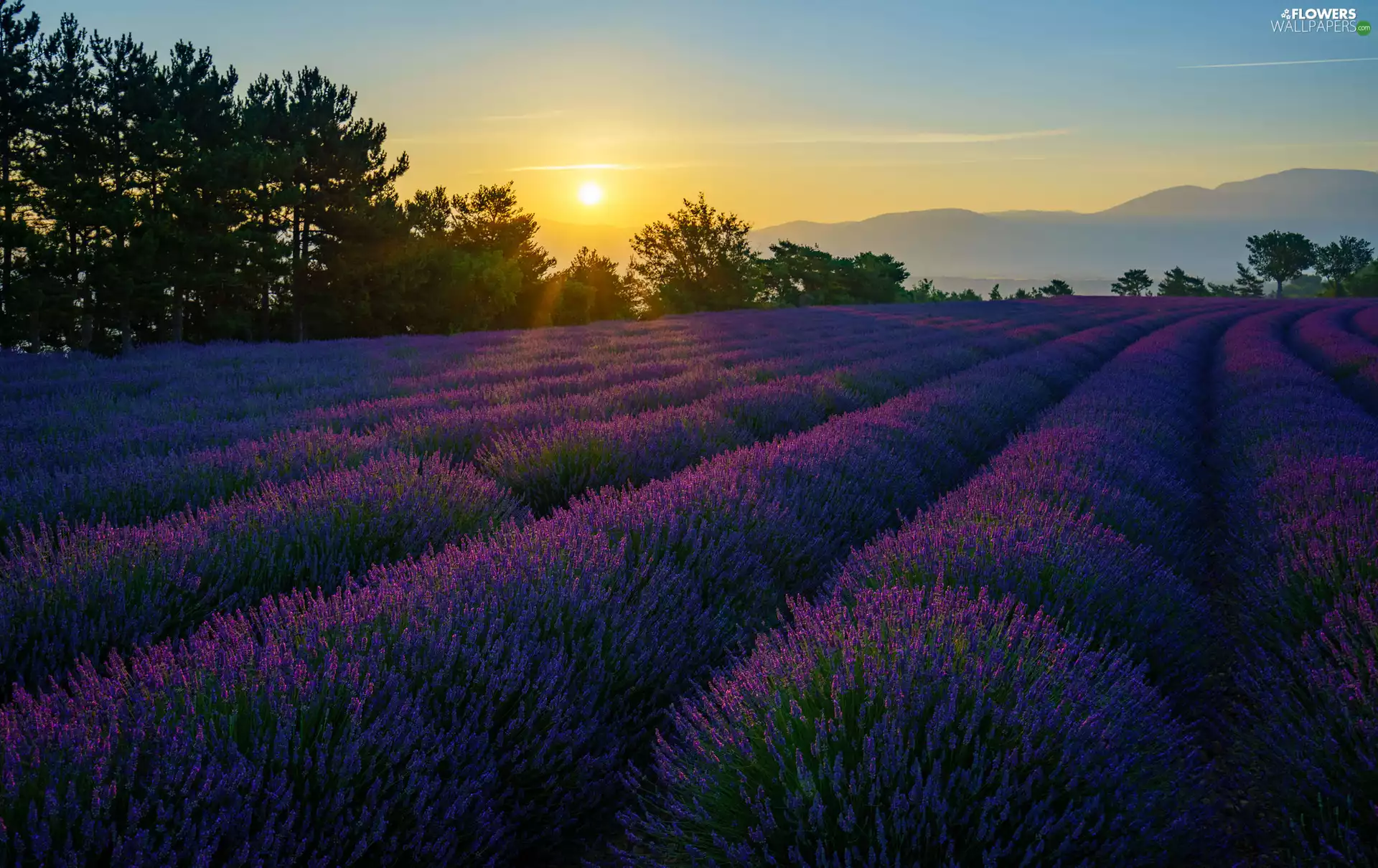 Valensole, lavender, Sunrise, trees, Mountains, Provence, France, viewes