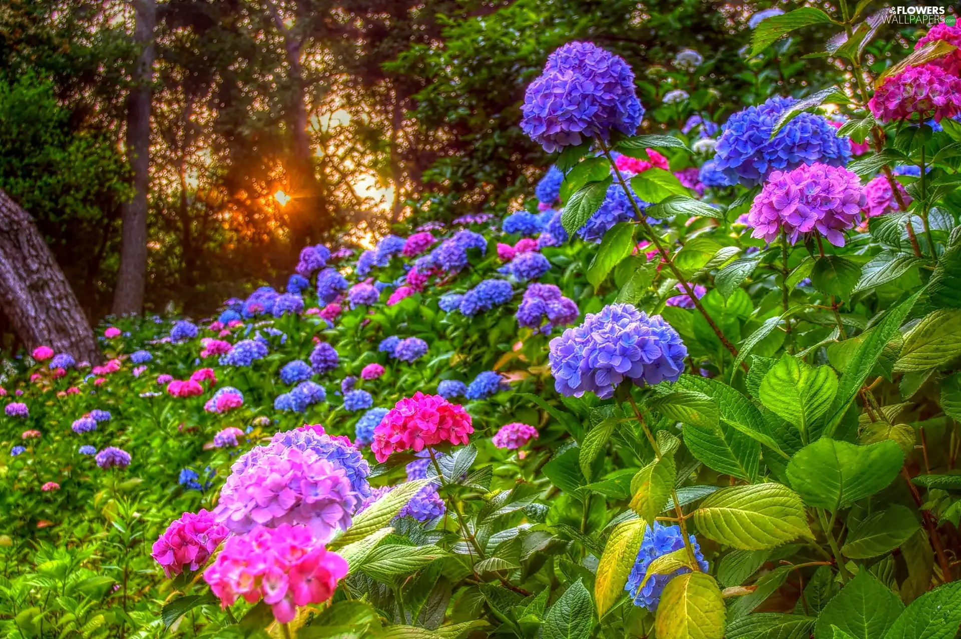 color, hydrangeas, trees, viewes, Great Sunsets