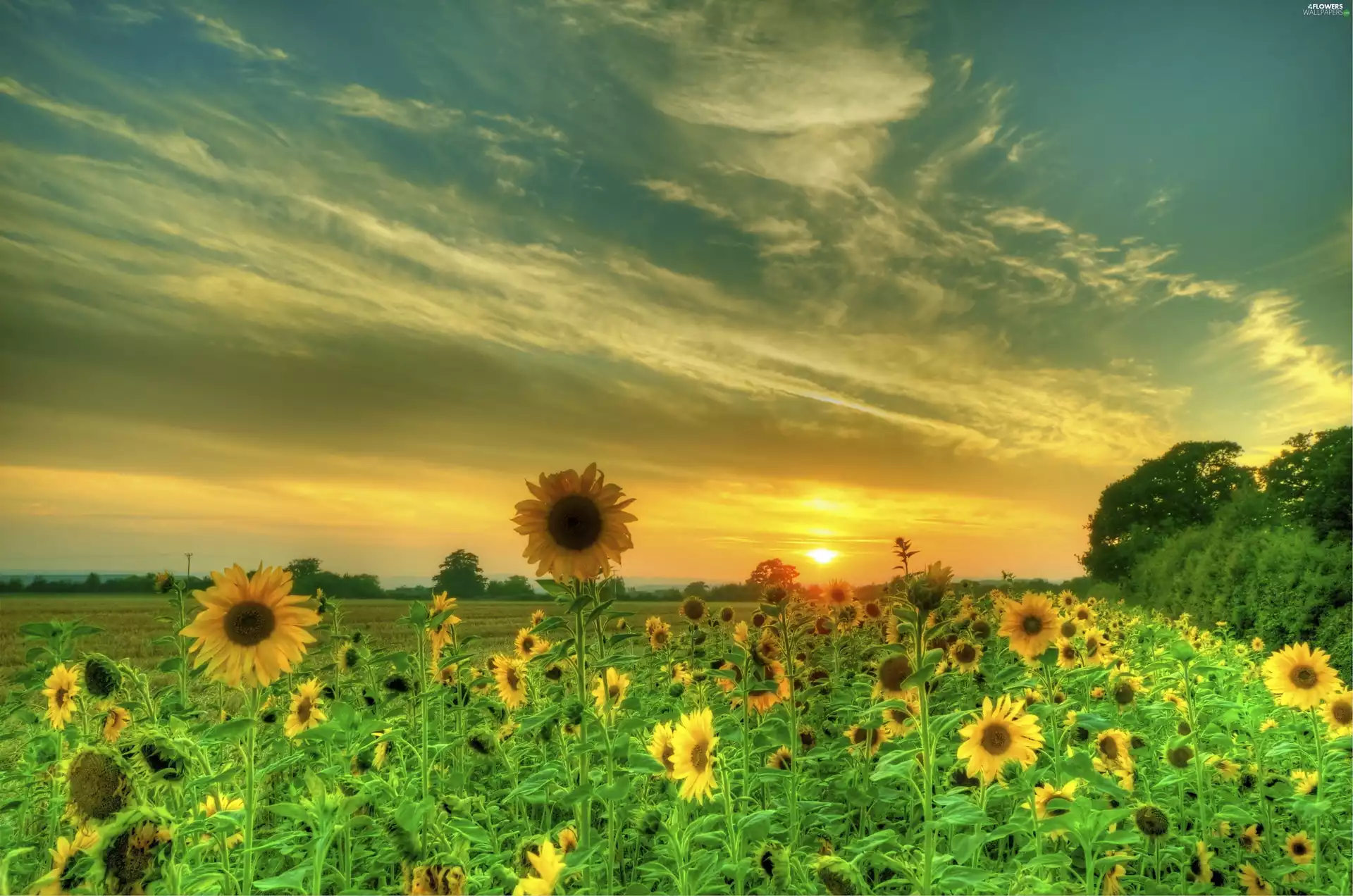 Nice sunflowers, trees, viewes, Great Sunsets