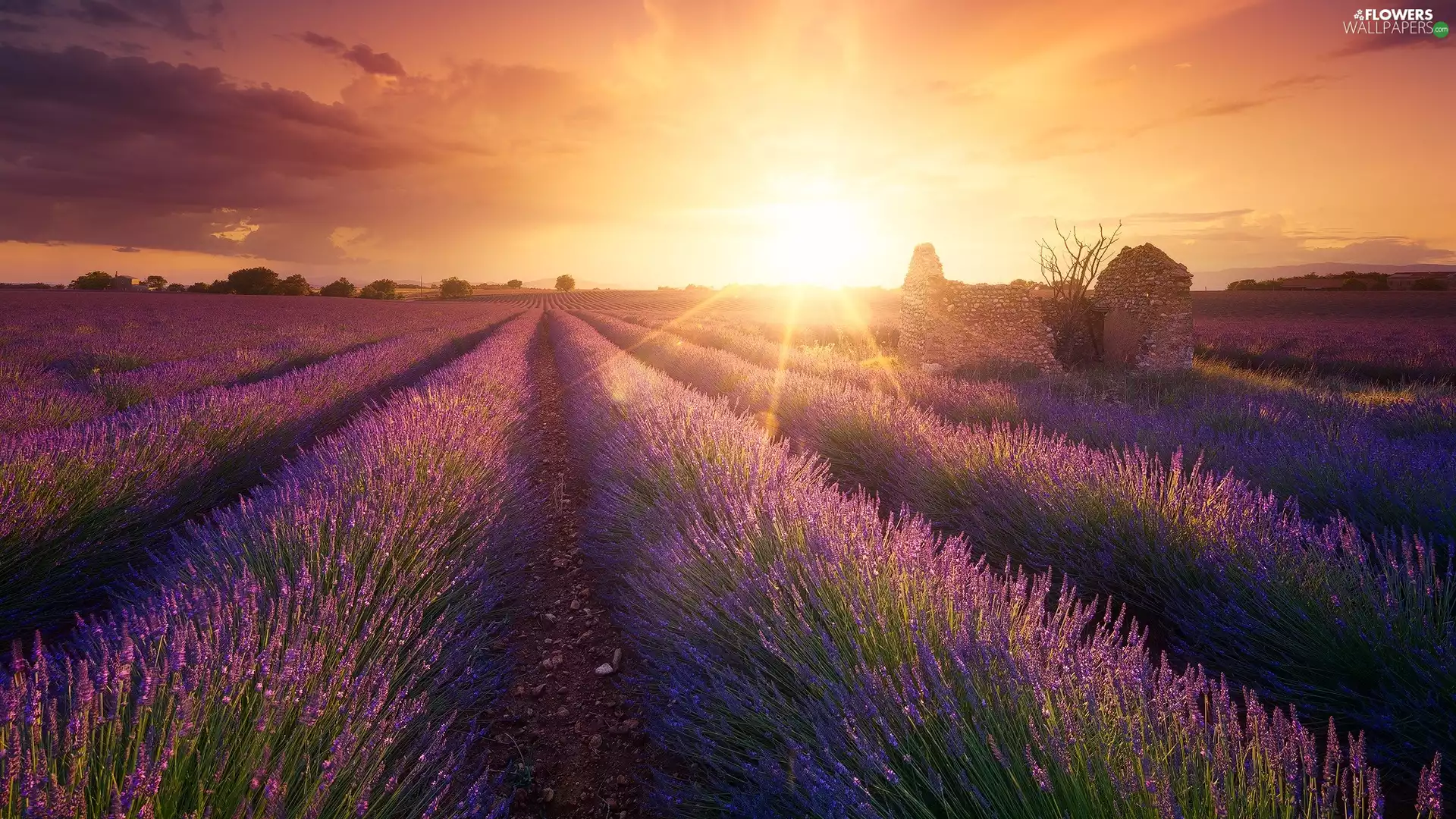 viewes, lavender, Sunrise, trees, Field, ruin, rays of the Sun