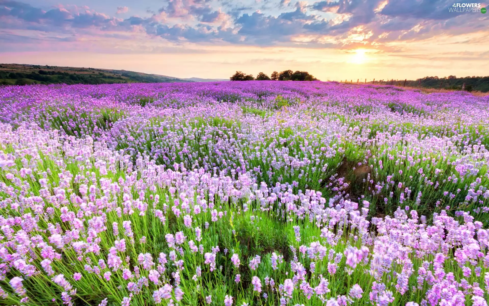 west, Flowers, trees, The Hills, Field, sun, viewes
