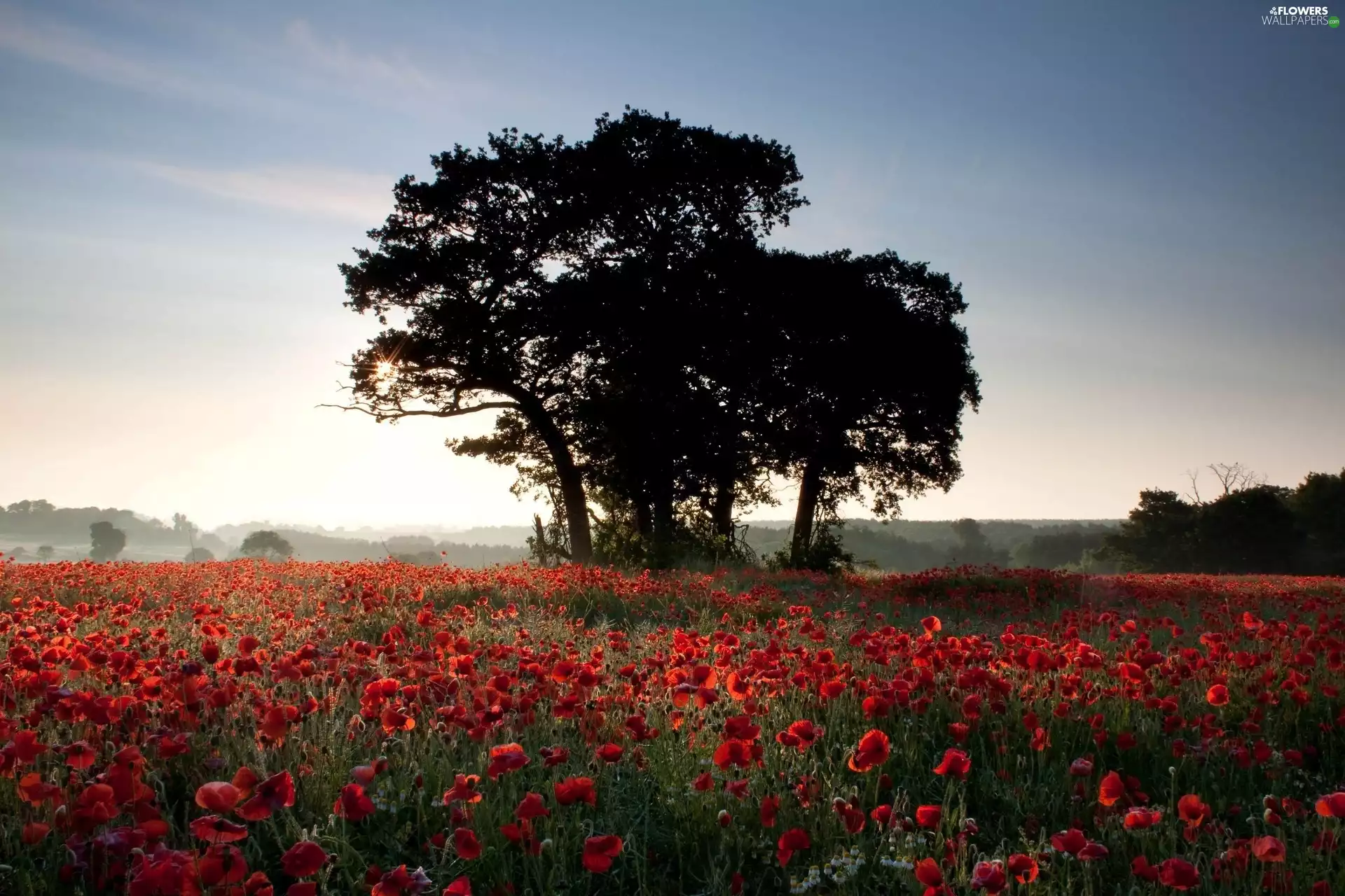 trees, Meadow, Flowers, viewes