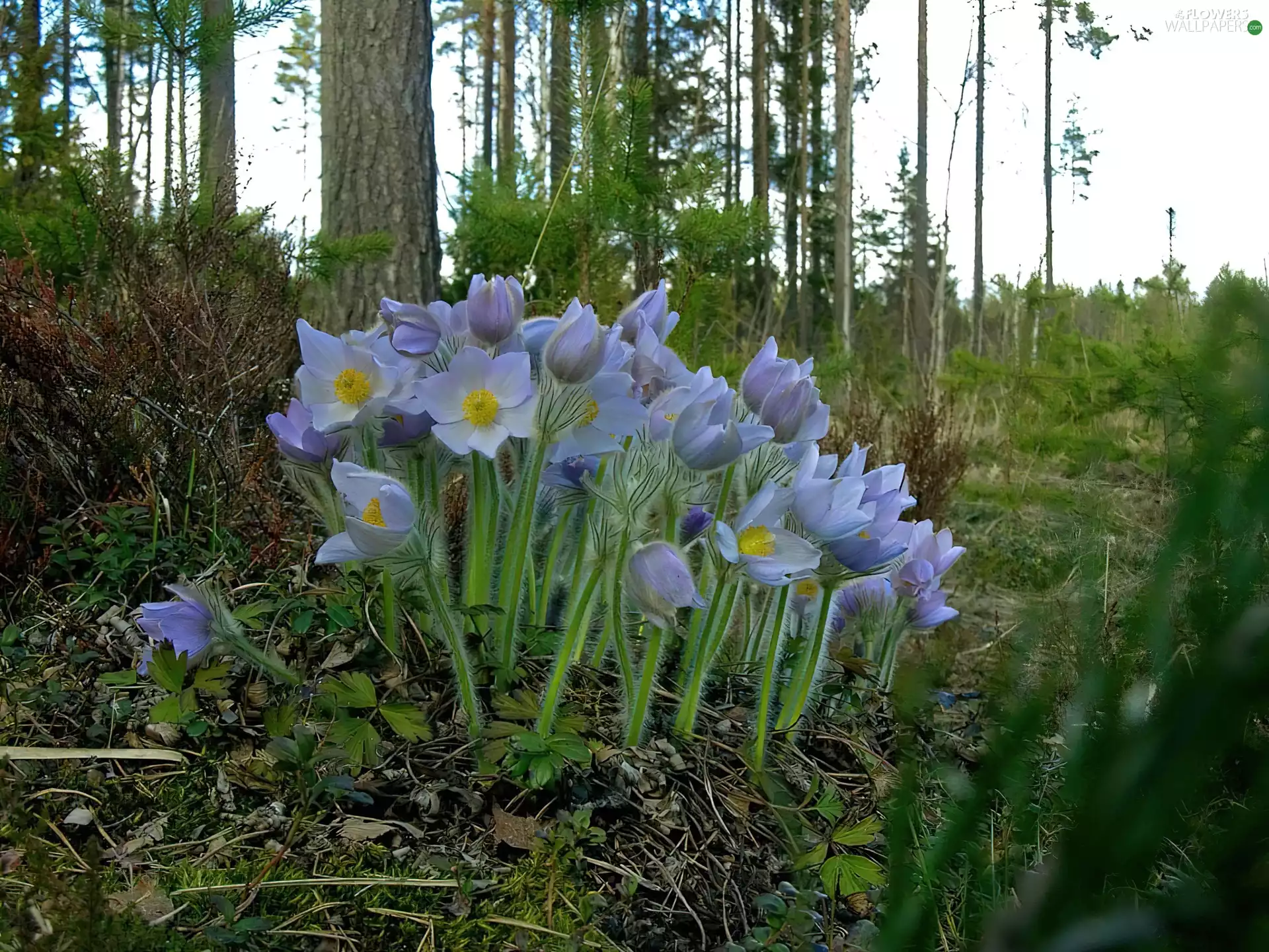 viewes, Flowers, trees