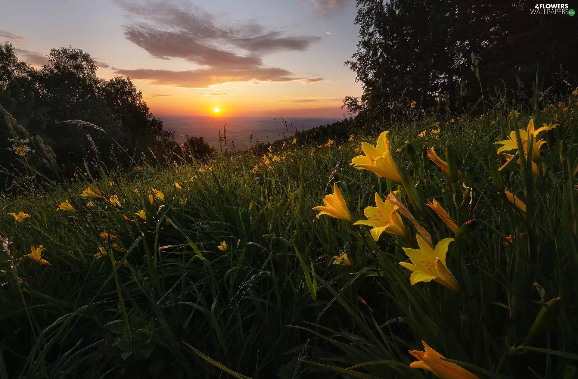 Hill, lilies, trees, grass, Flowers, Great Sunsets, viewes