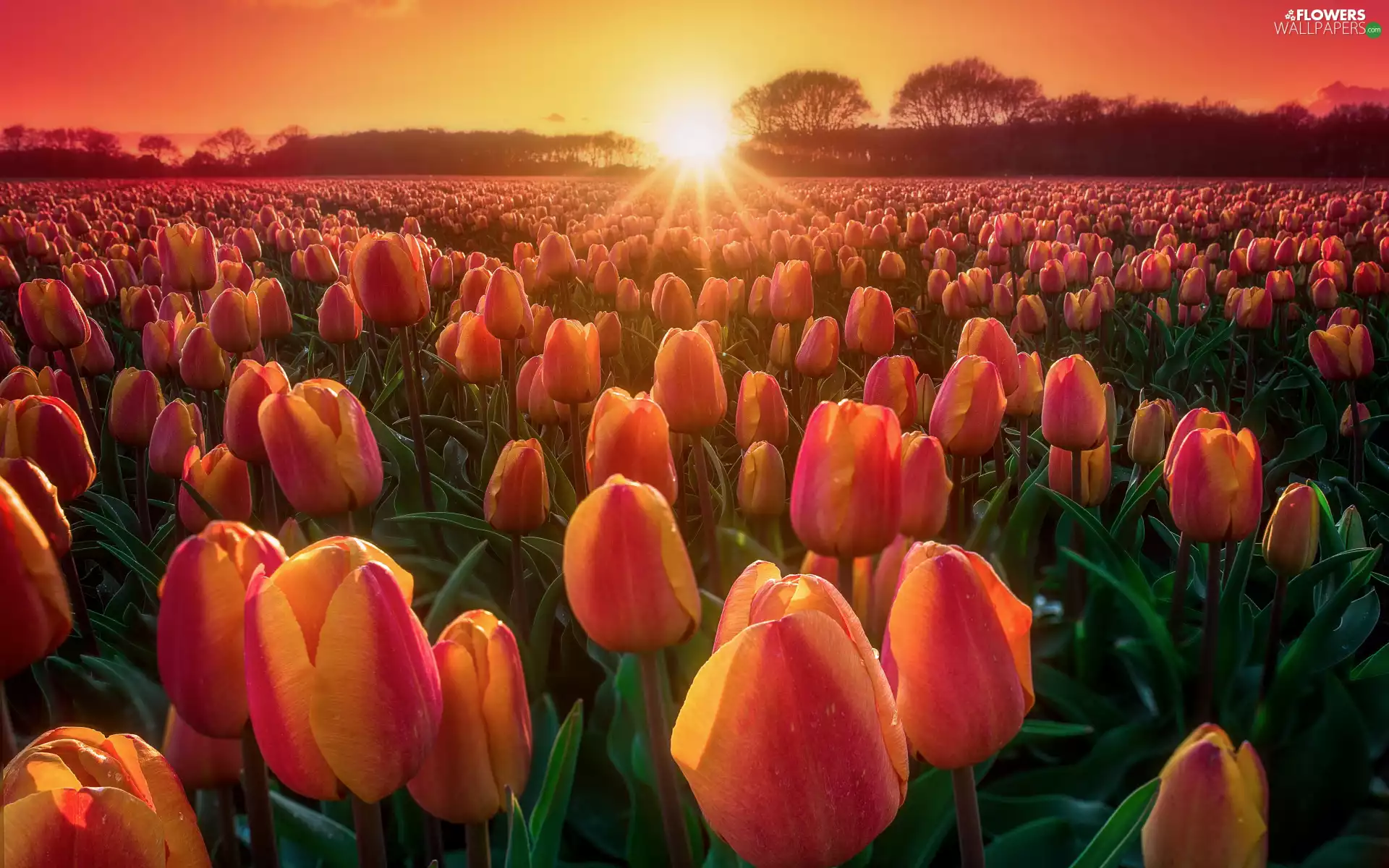 plantation, Tulips, trees, Field, color, Great Sunsets, viewes