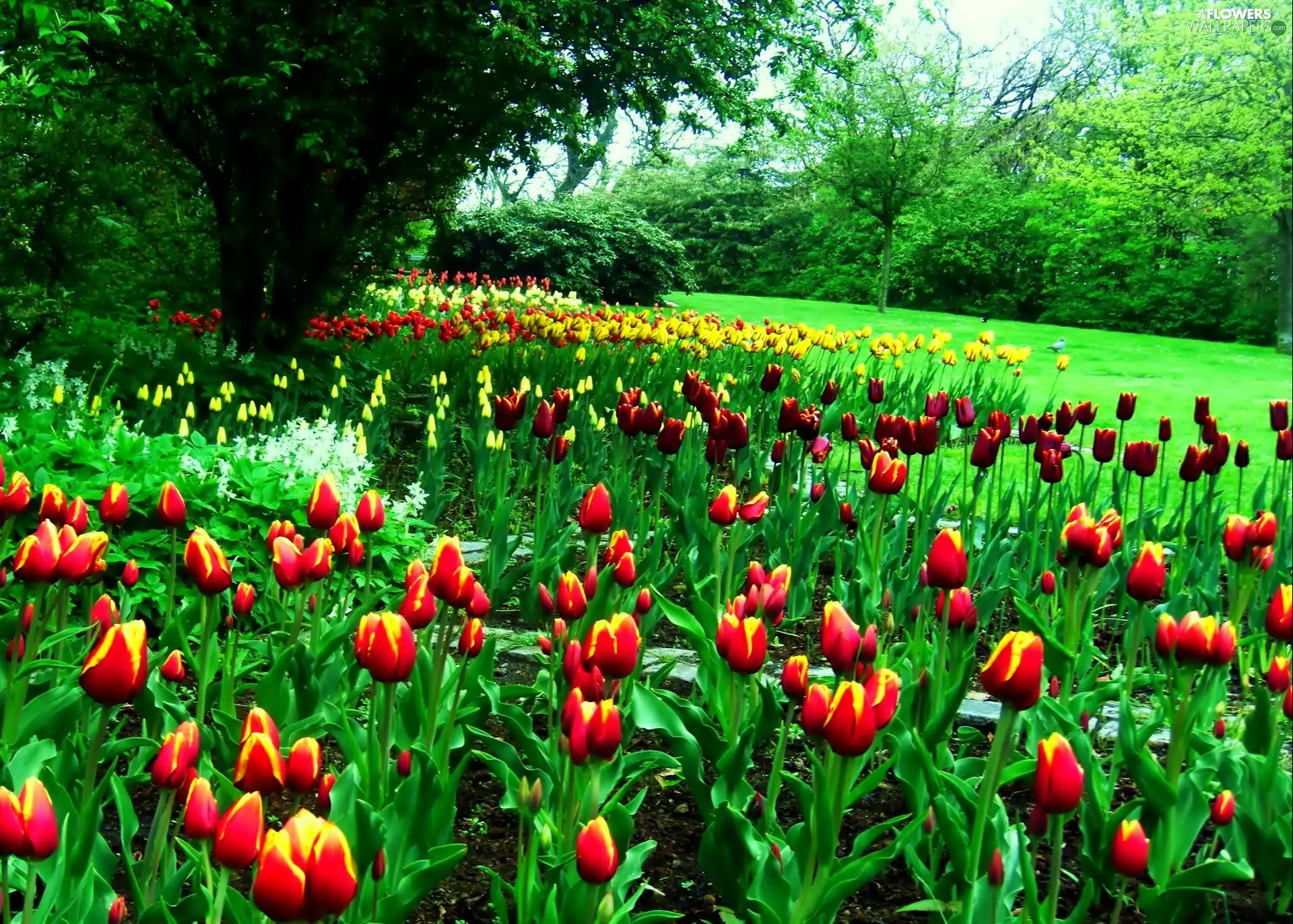 viewes, Tulips, trees