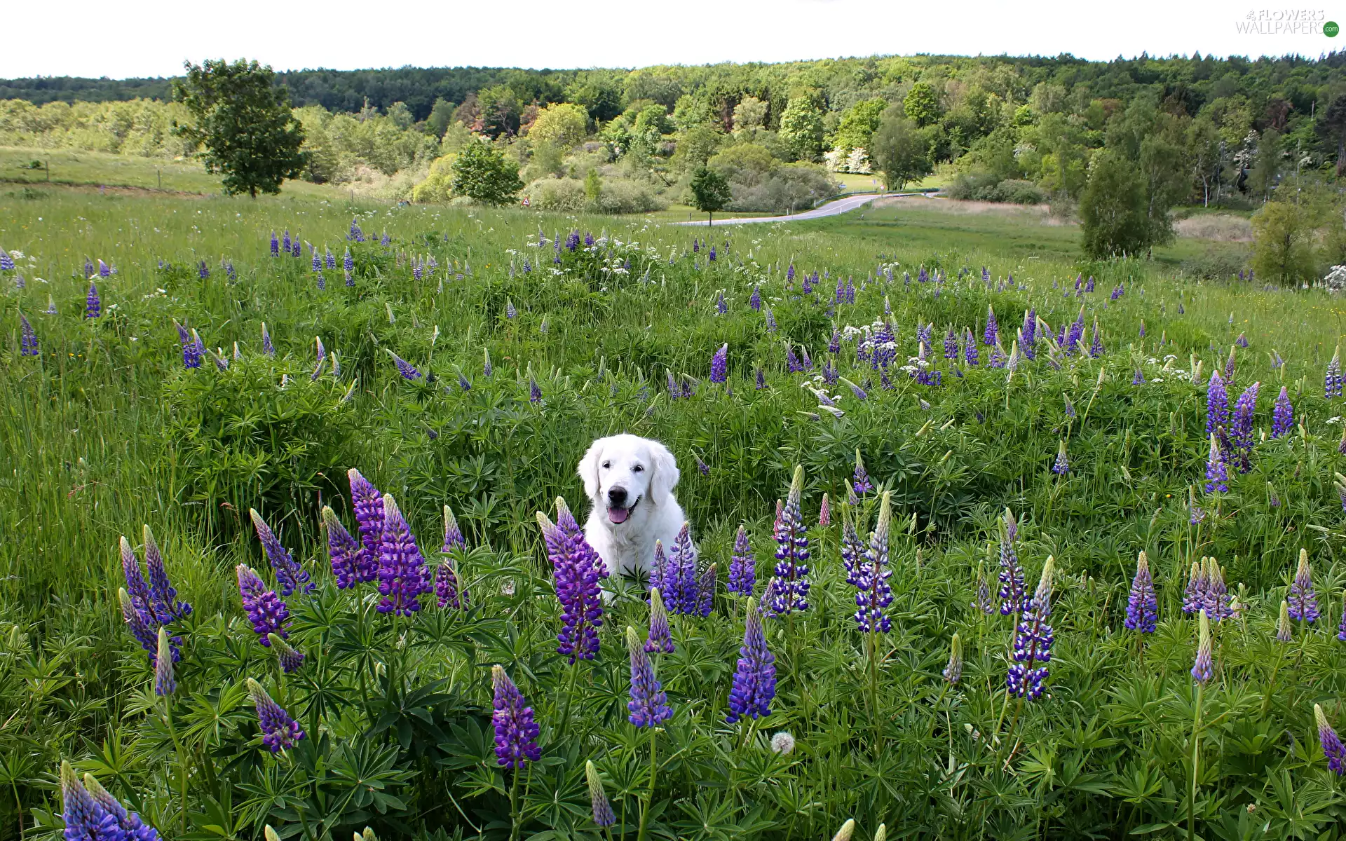 Meadow, White, trees, Labrador Retriever, dog, lupine, viewes