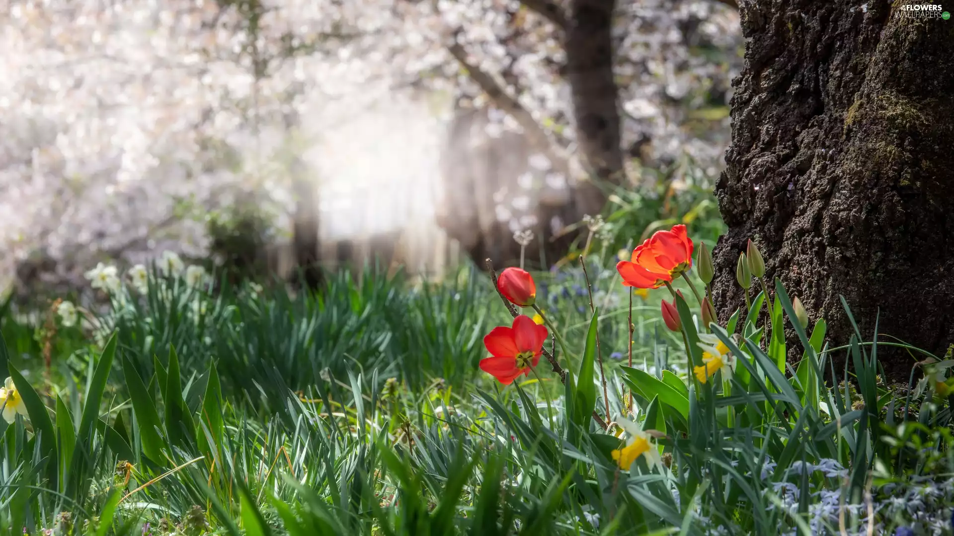 trees, viewes, Tulips, narcissus, Flowers