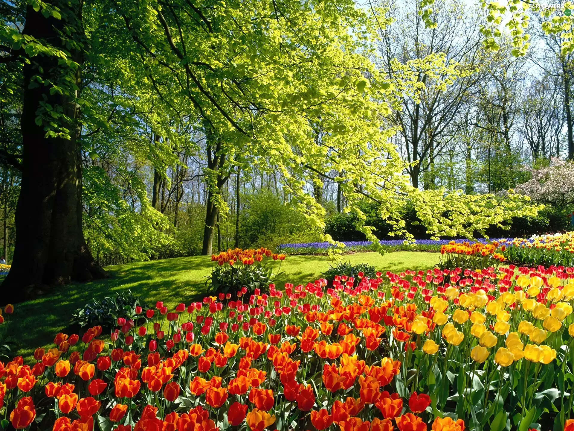 viewes, Tulips, Park, trees, Netherlands