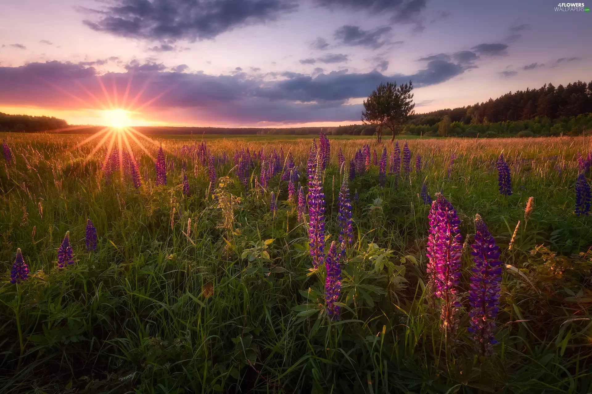 viewes, lupine, rays of the Sun, trees, Meadow, VEGETATION, clouds