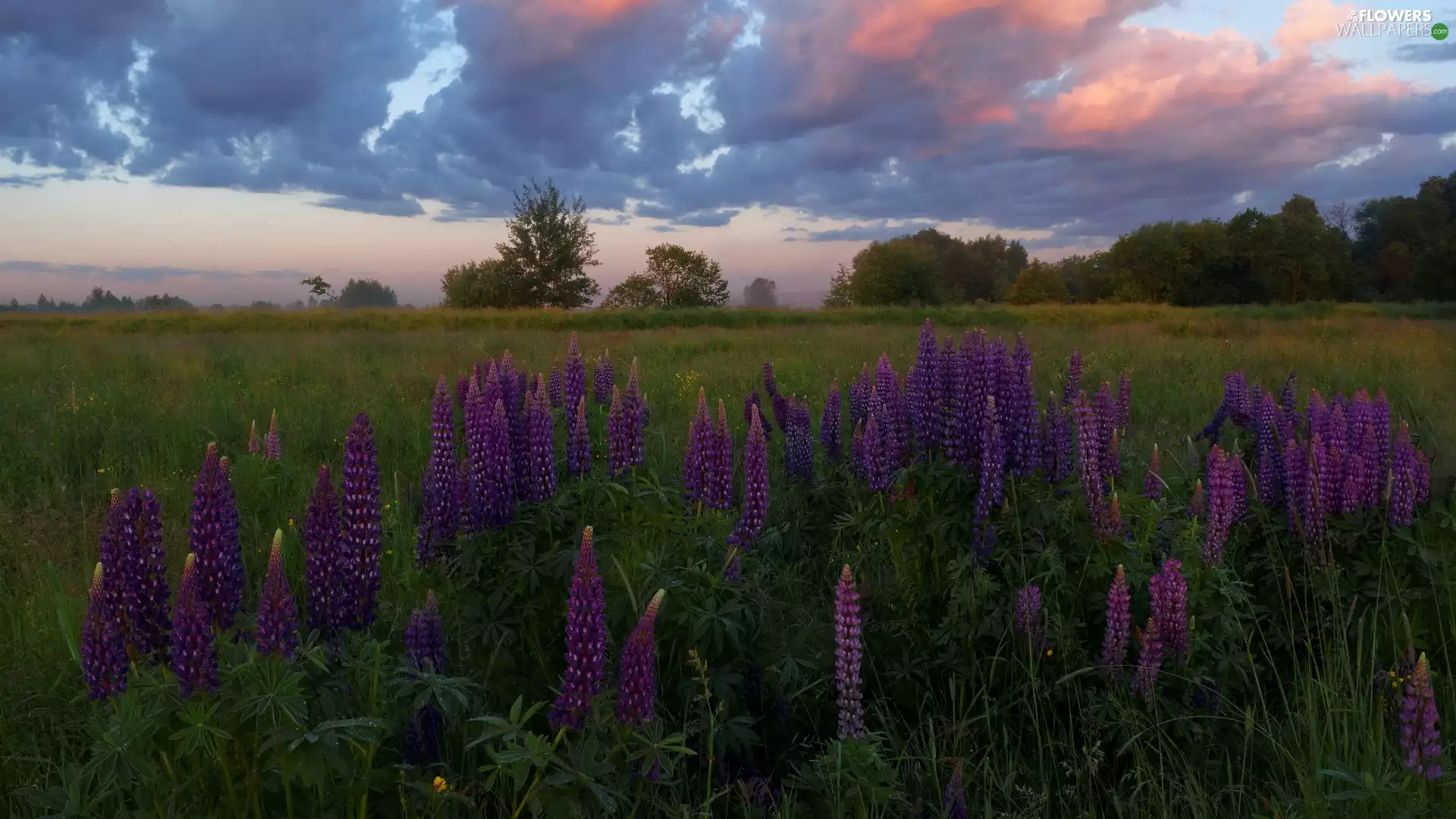 clouds, trees, Violet, viewes, Meadow, Flowers, lupine
