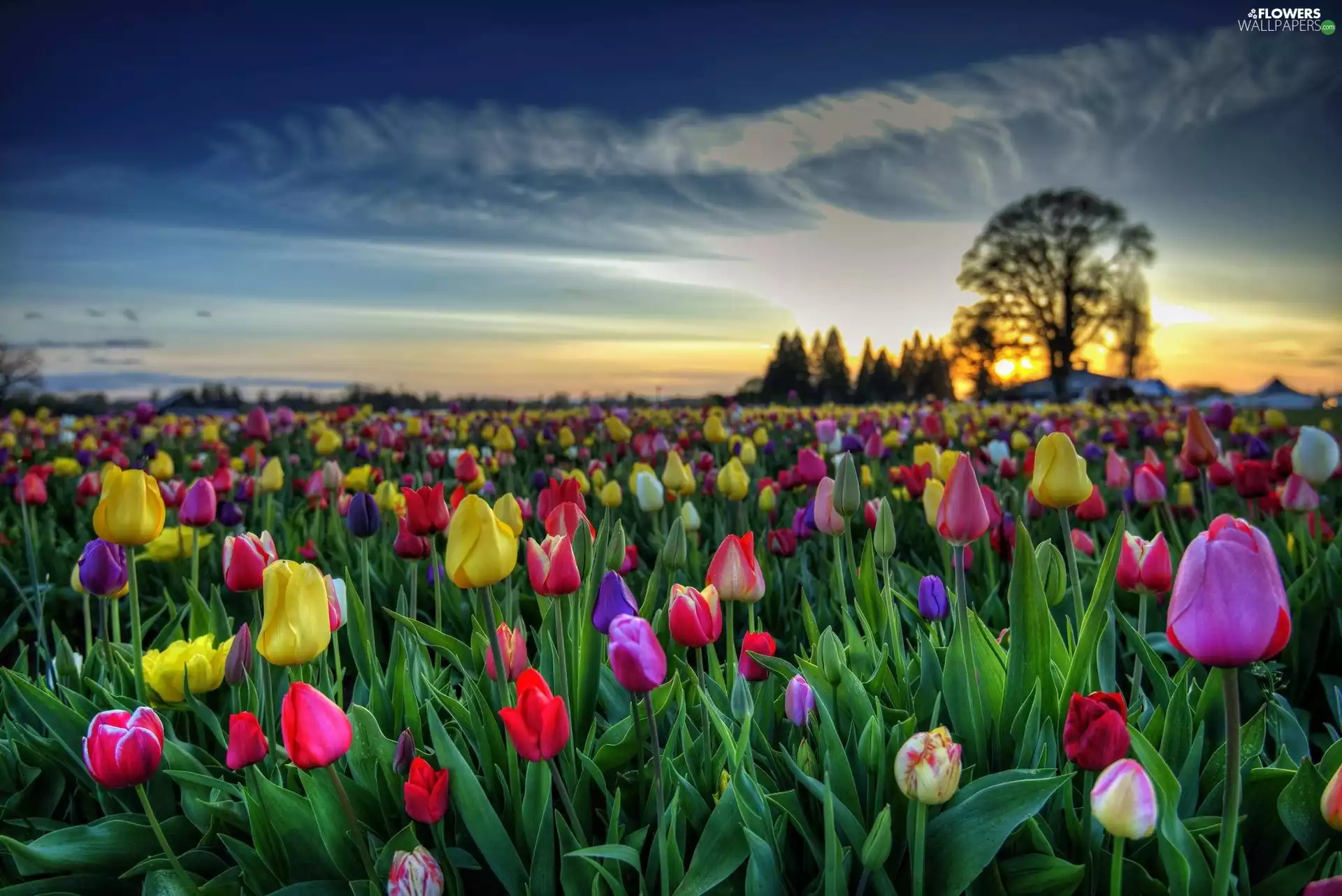 trees, viewes, west, sun, Tulips
