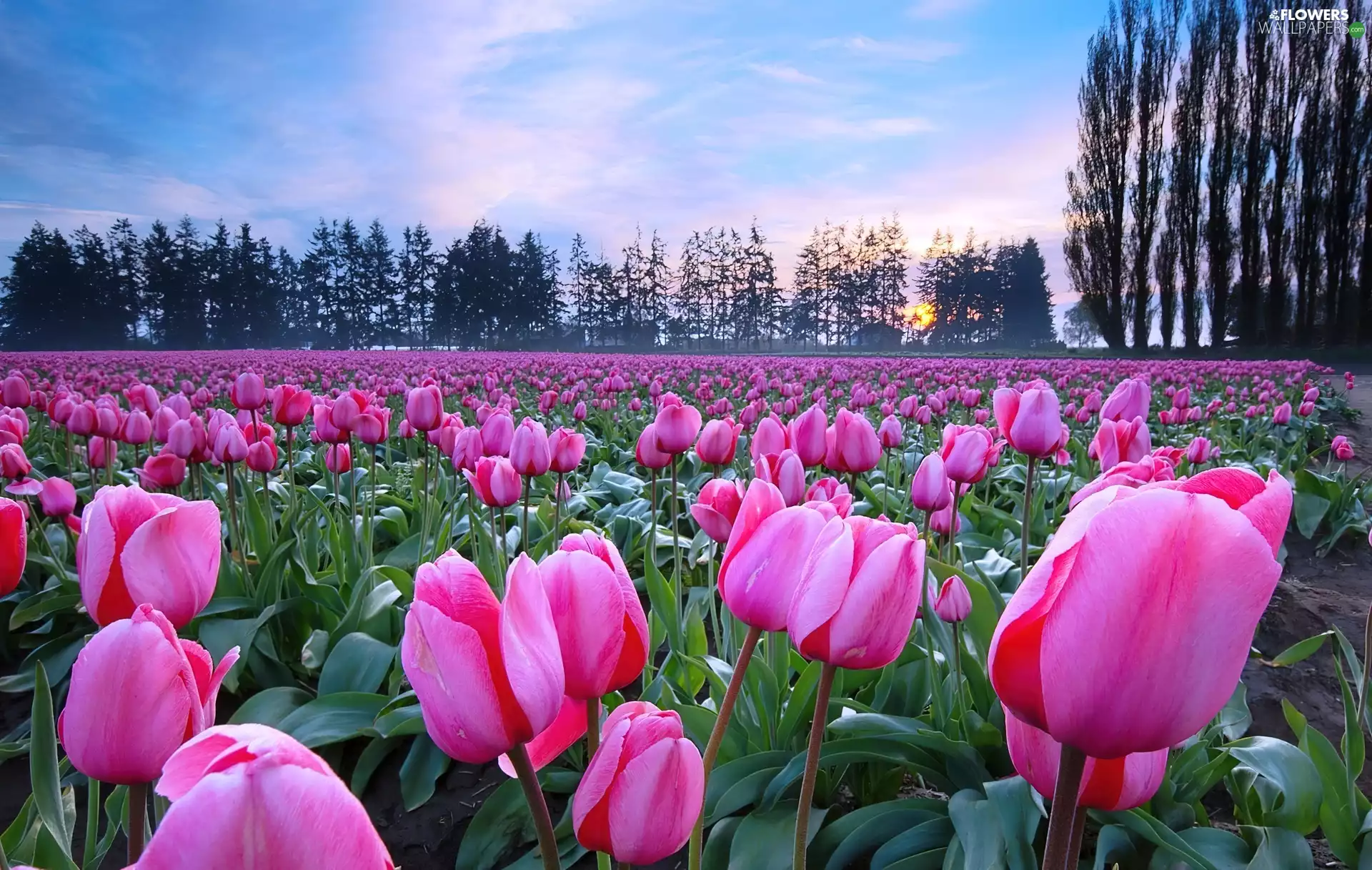 trees, viewes, west, sun, Tulips
