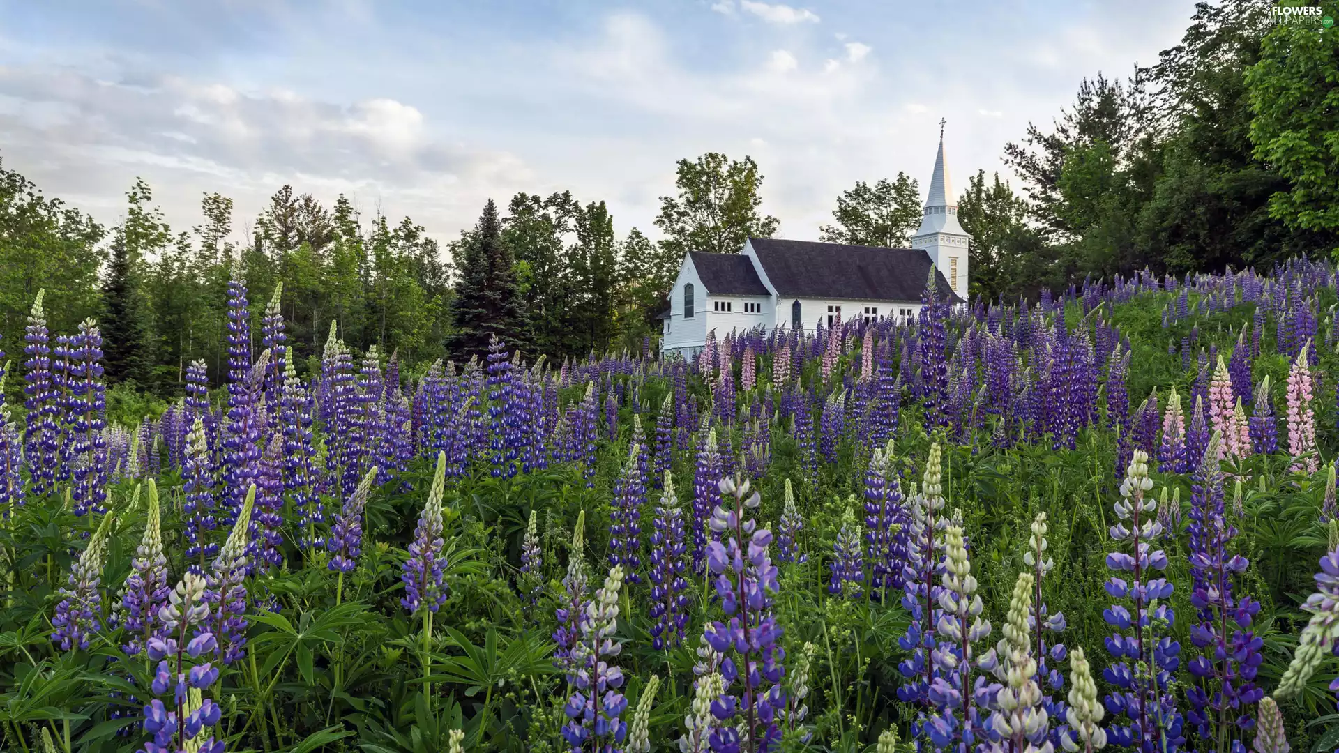 lupine, trees, Myrdalshreppur Municipality, viewes, Church, Vík í Mýrdal Village, iceland