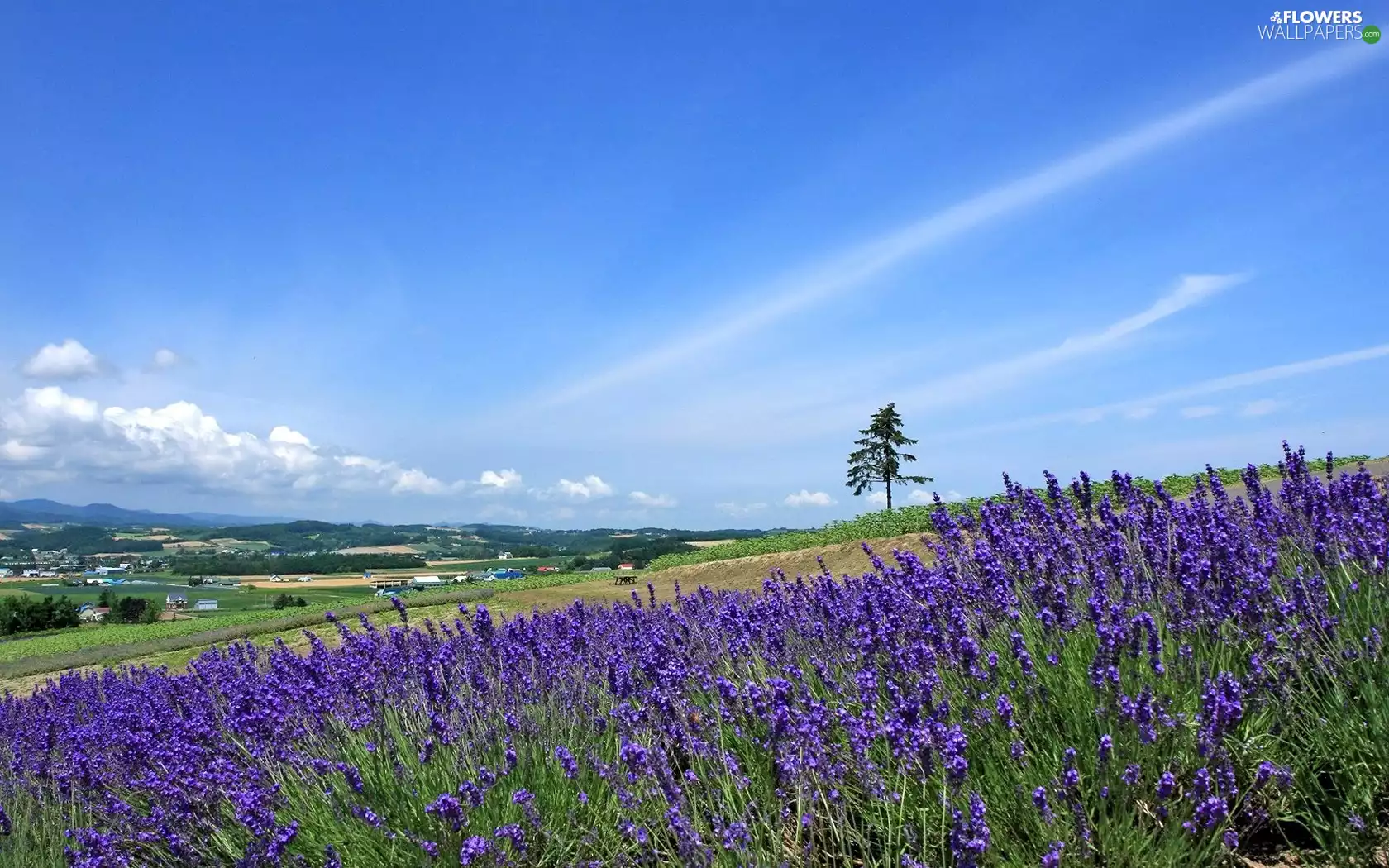 Narrow-Leaf Lavender, medows, village