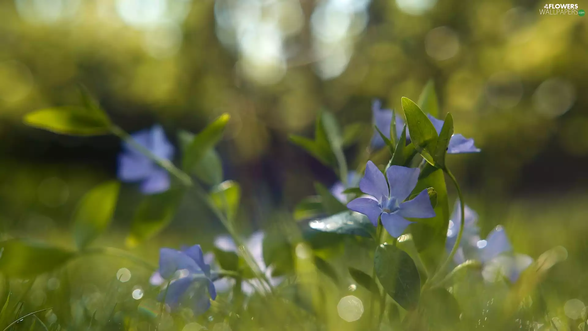 Vinca, Blue, Flowers
