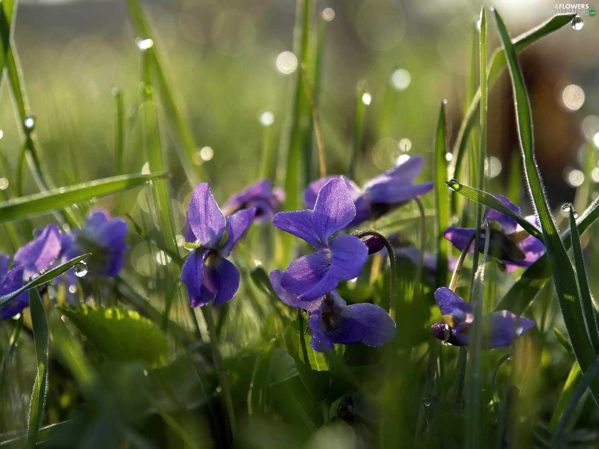 Viola odorata, dew