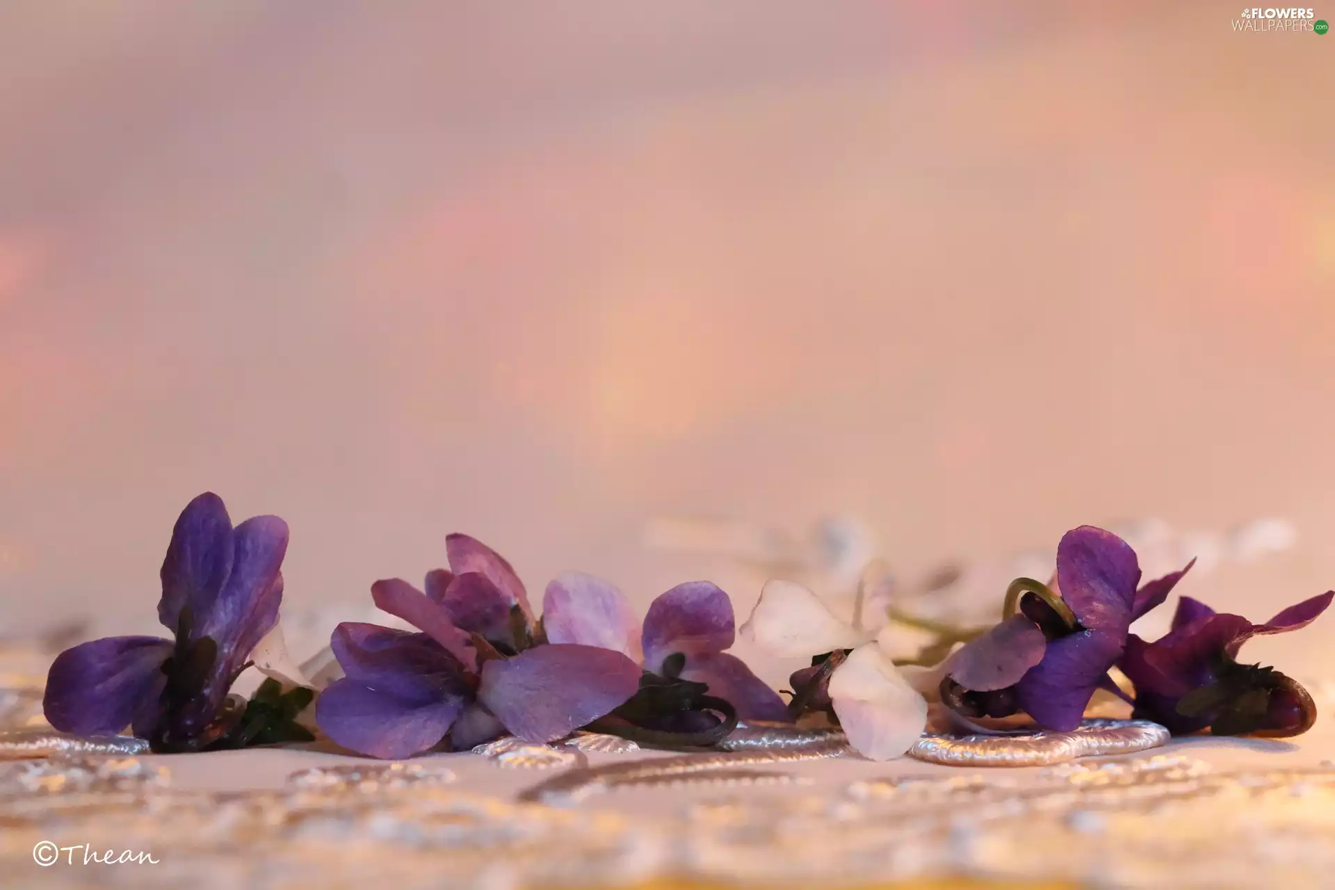 Viola odorata, Flowers