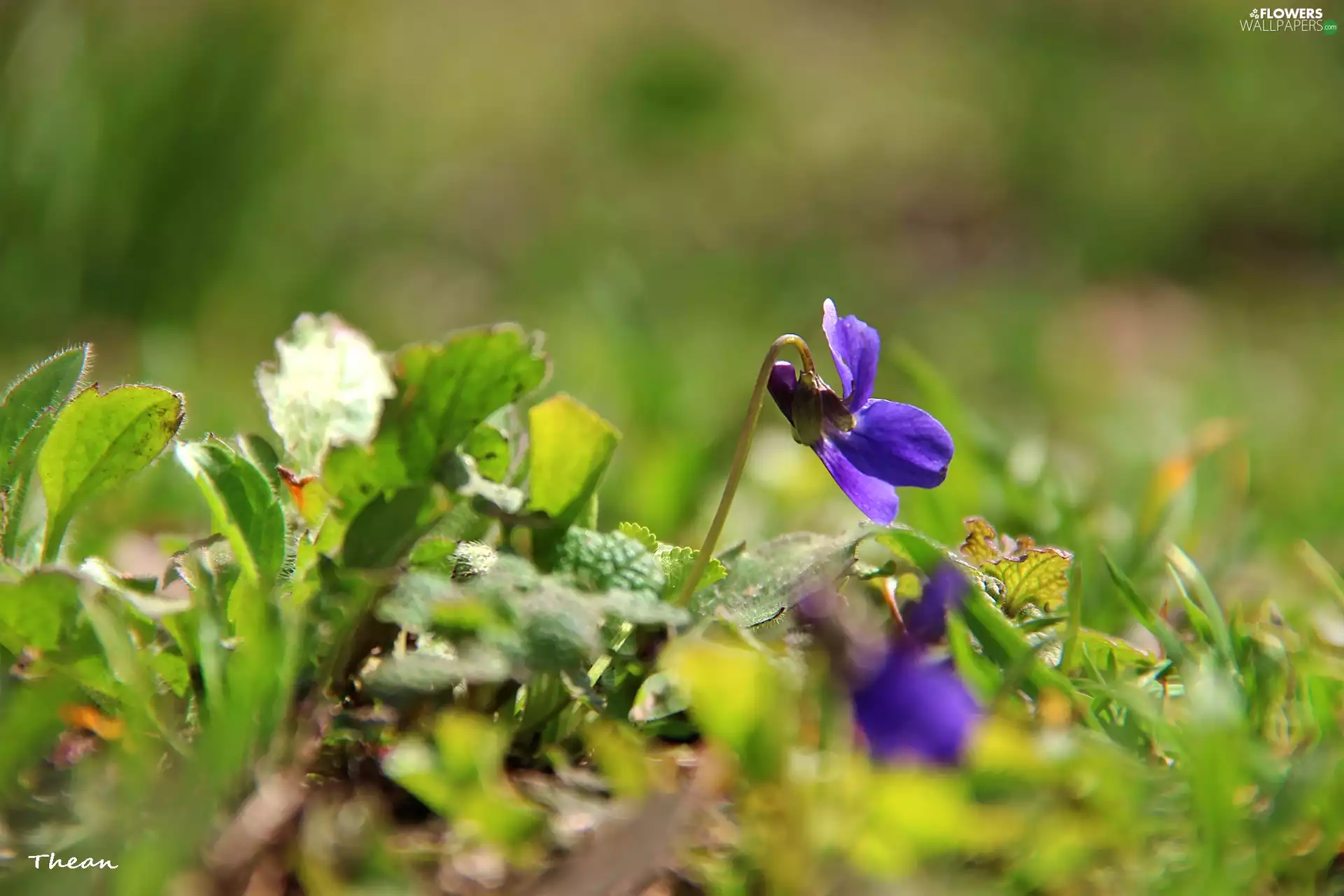 Viola odorata, grass