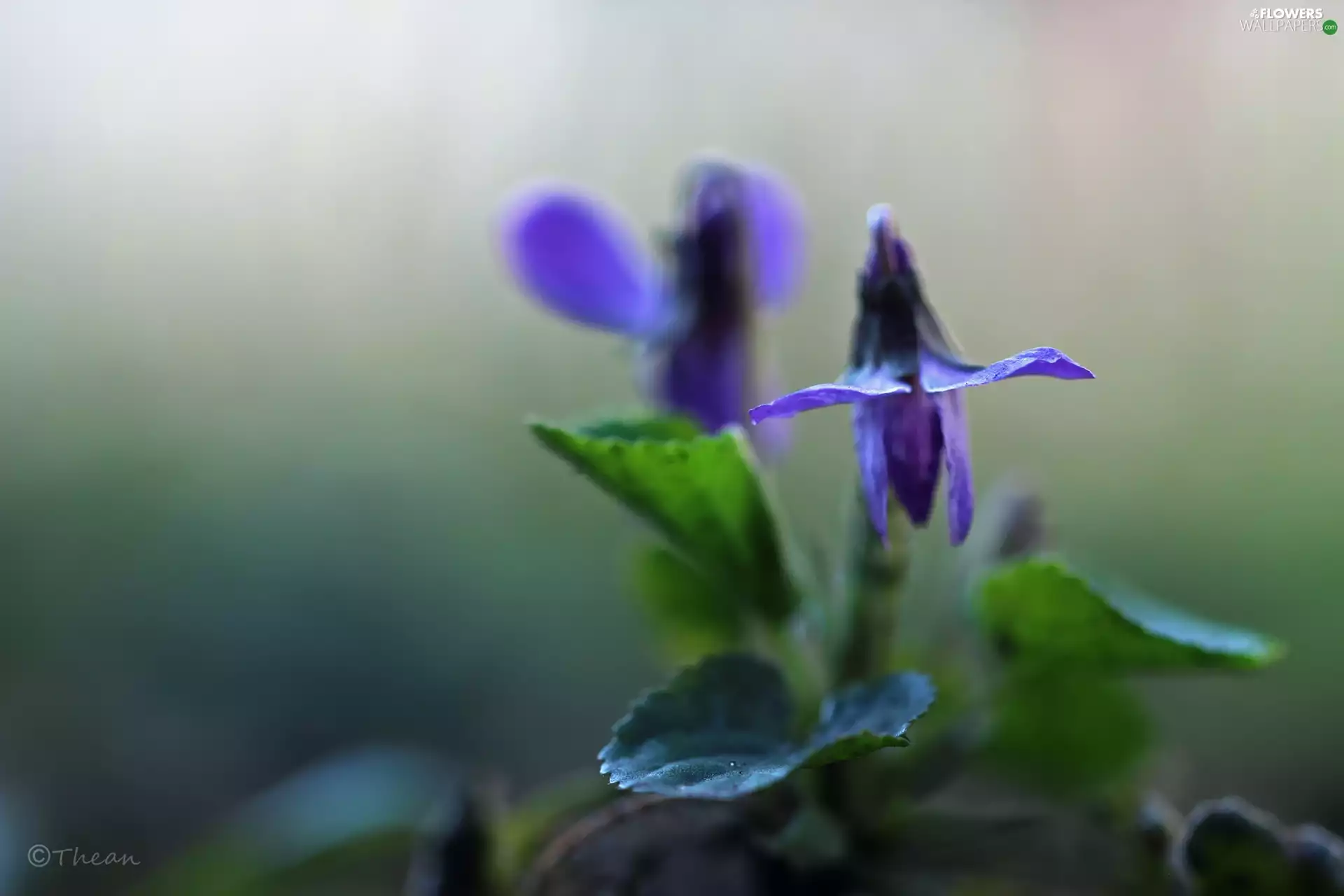 Spring, Viola odorata, Colourfull Flowers