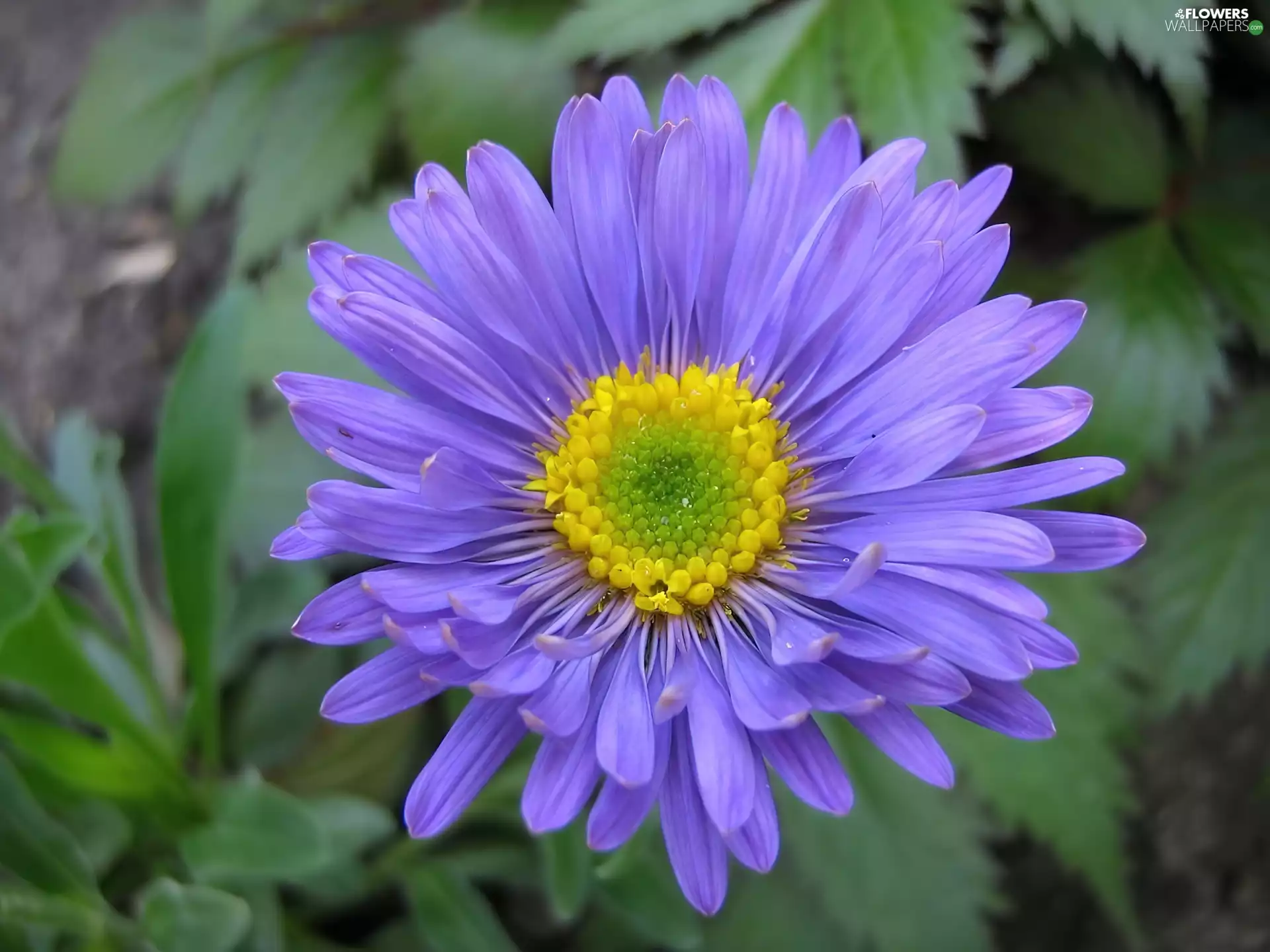Violet, Aster