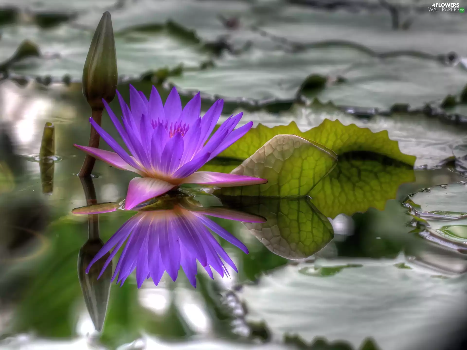 Beauty, Lily, water, Violet