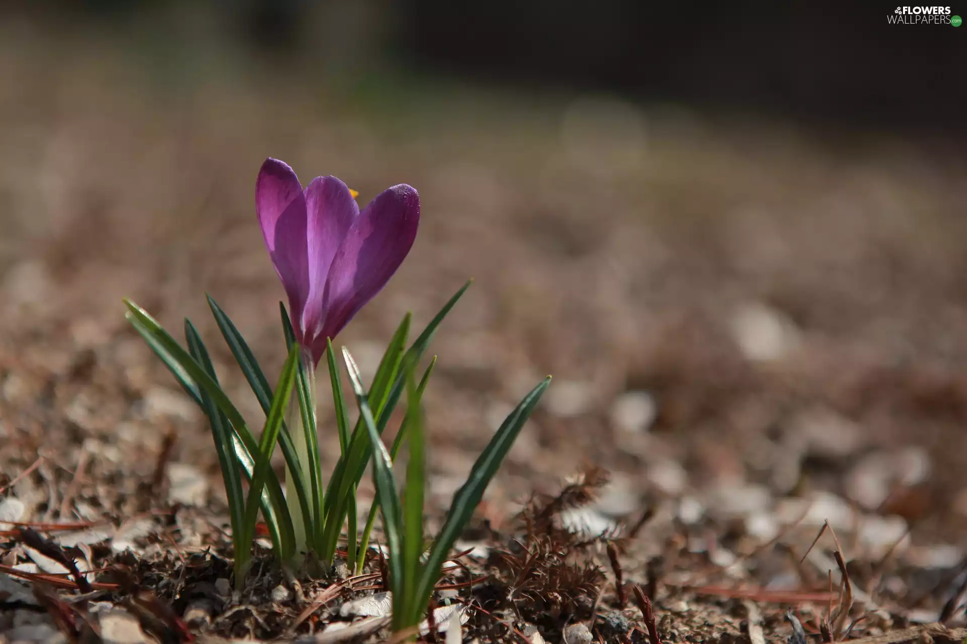 blurry background, crocus, Violet