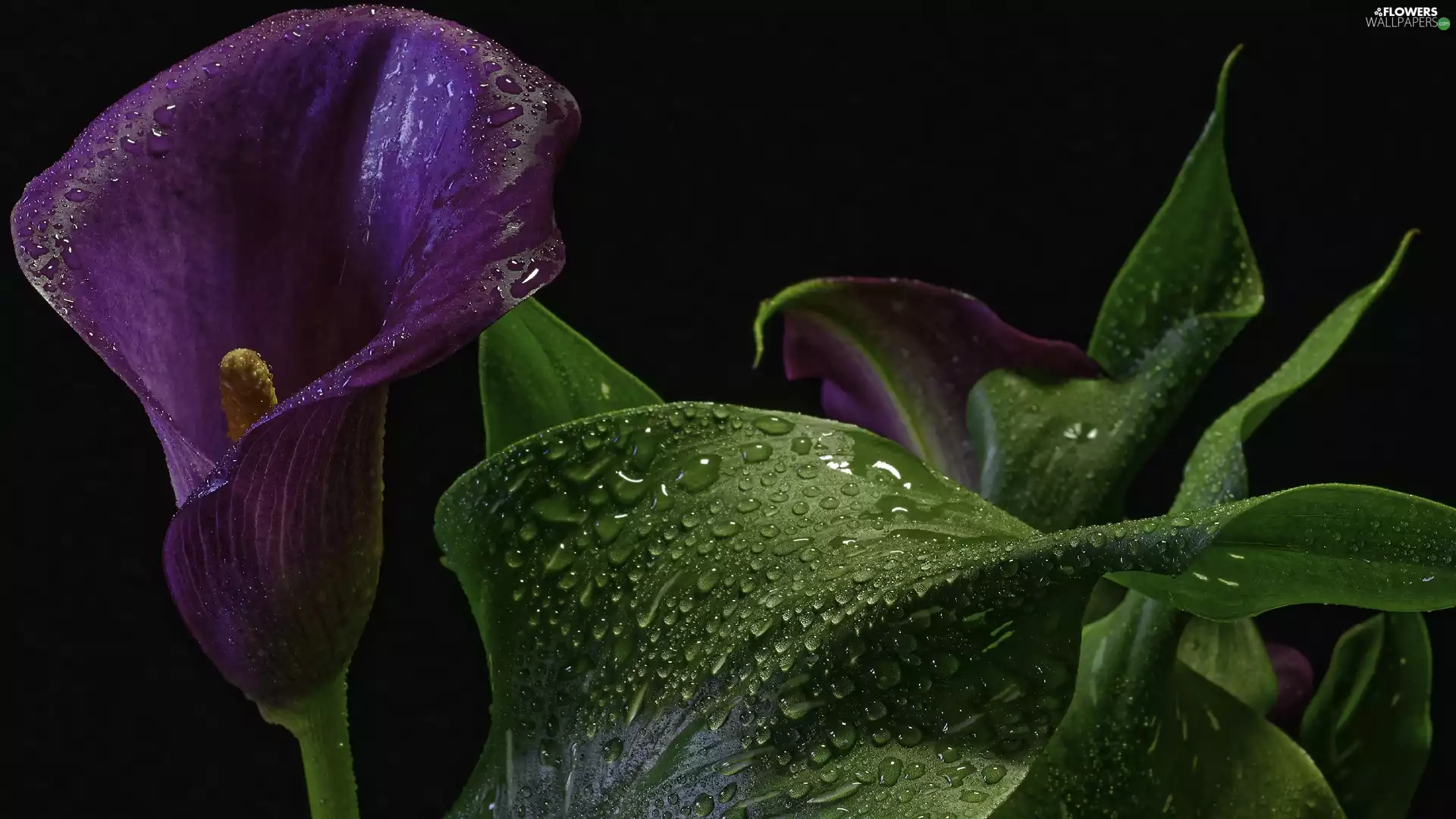 Violet, Common Calla