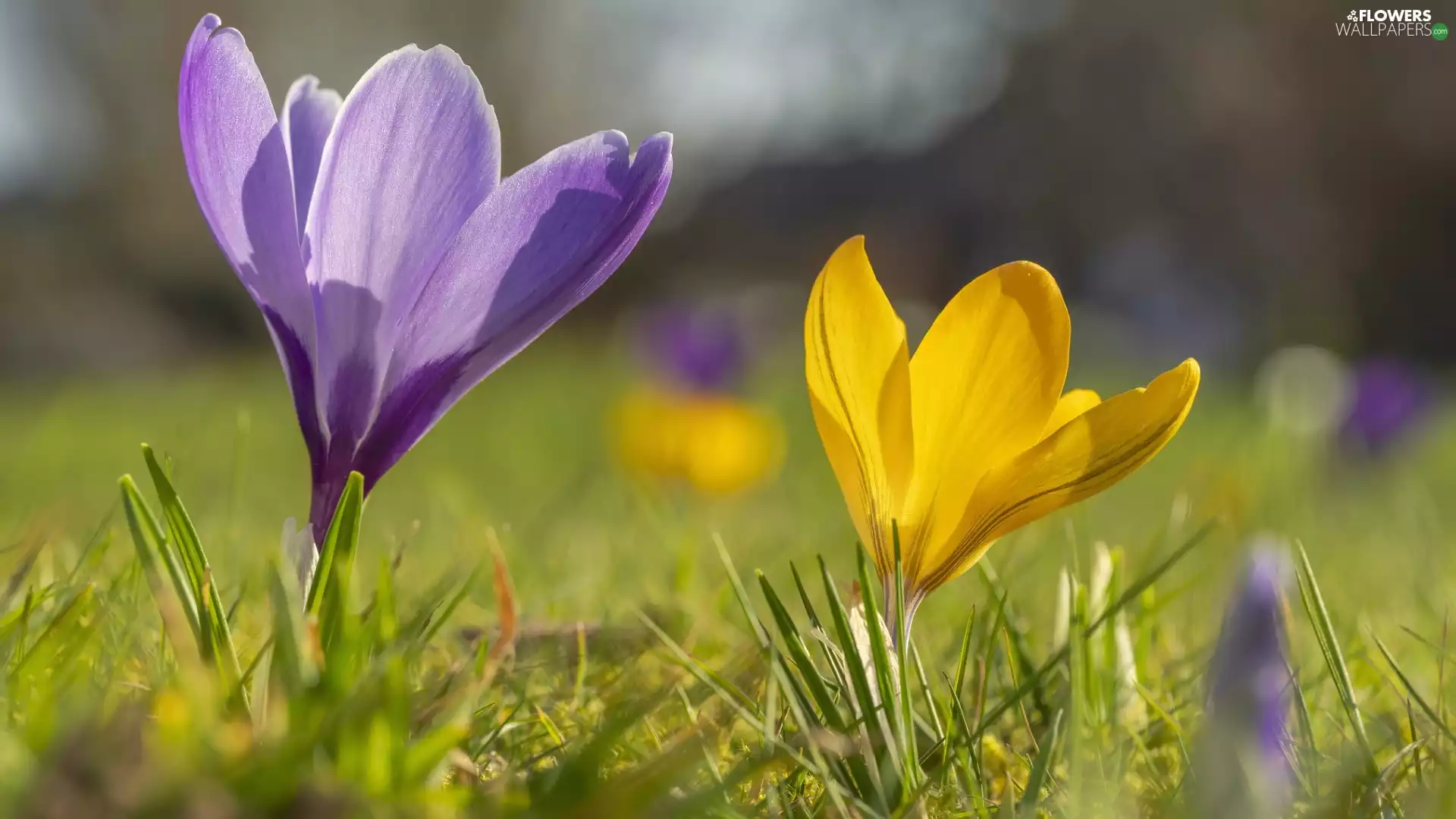 Yellow, Flowers, crocuses, Violet, Two cars