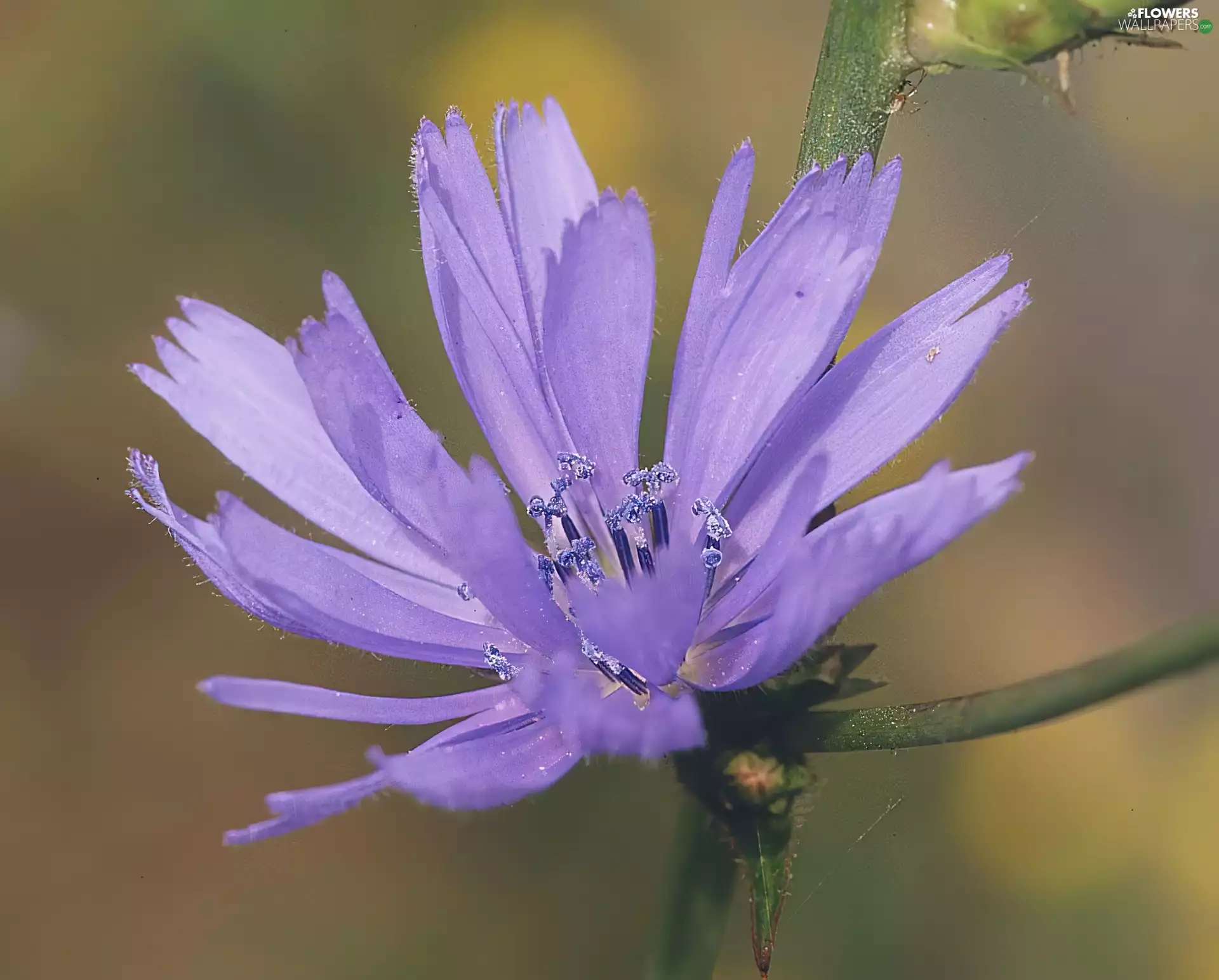 Violet, chicory