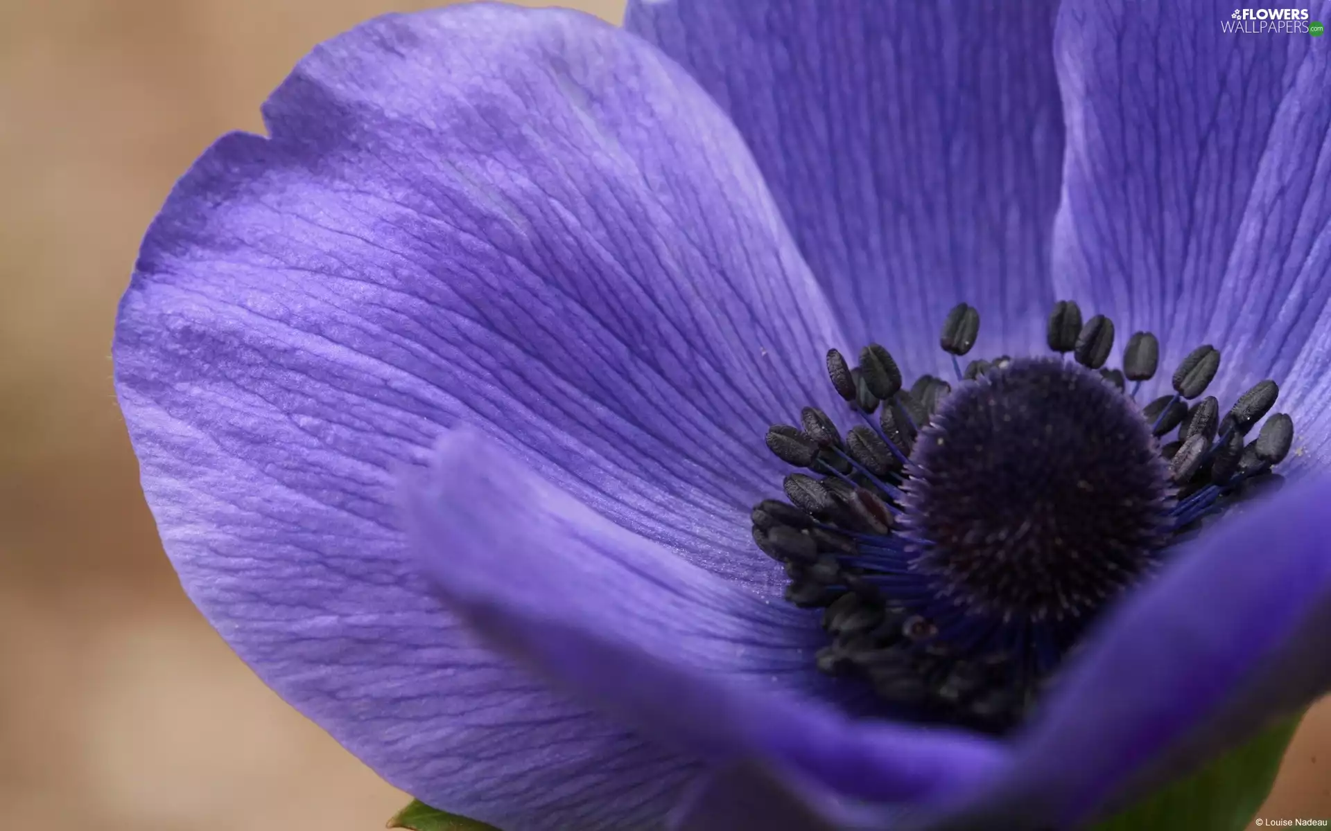 Close, anemone, flakes, Violet