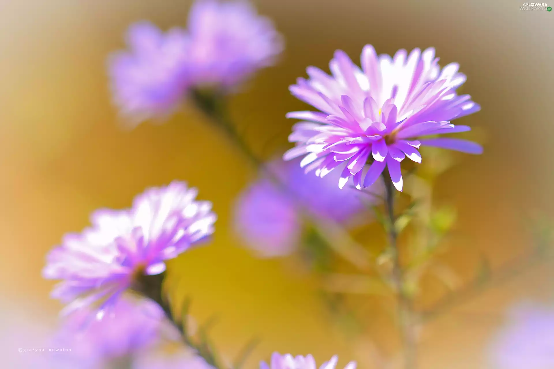 Colourfull Flowers, Aster, Violet