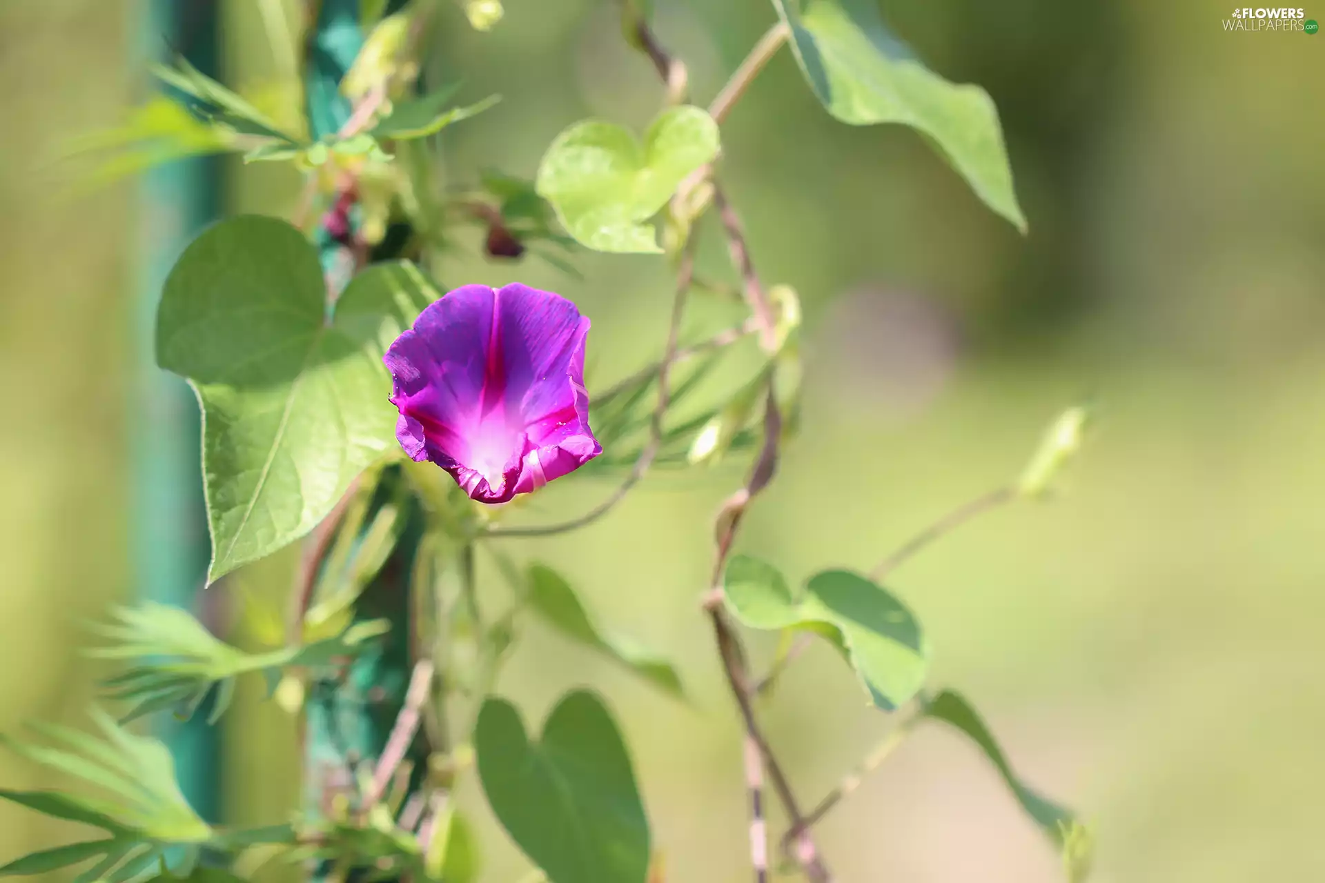 Colourfull Flowers, bindweed, Violet