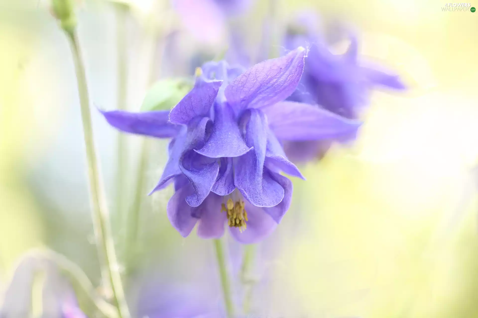 Colourfull Flowers, columbine, Violet