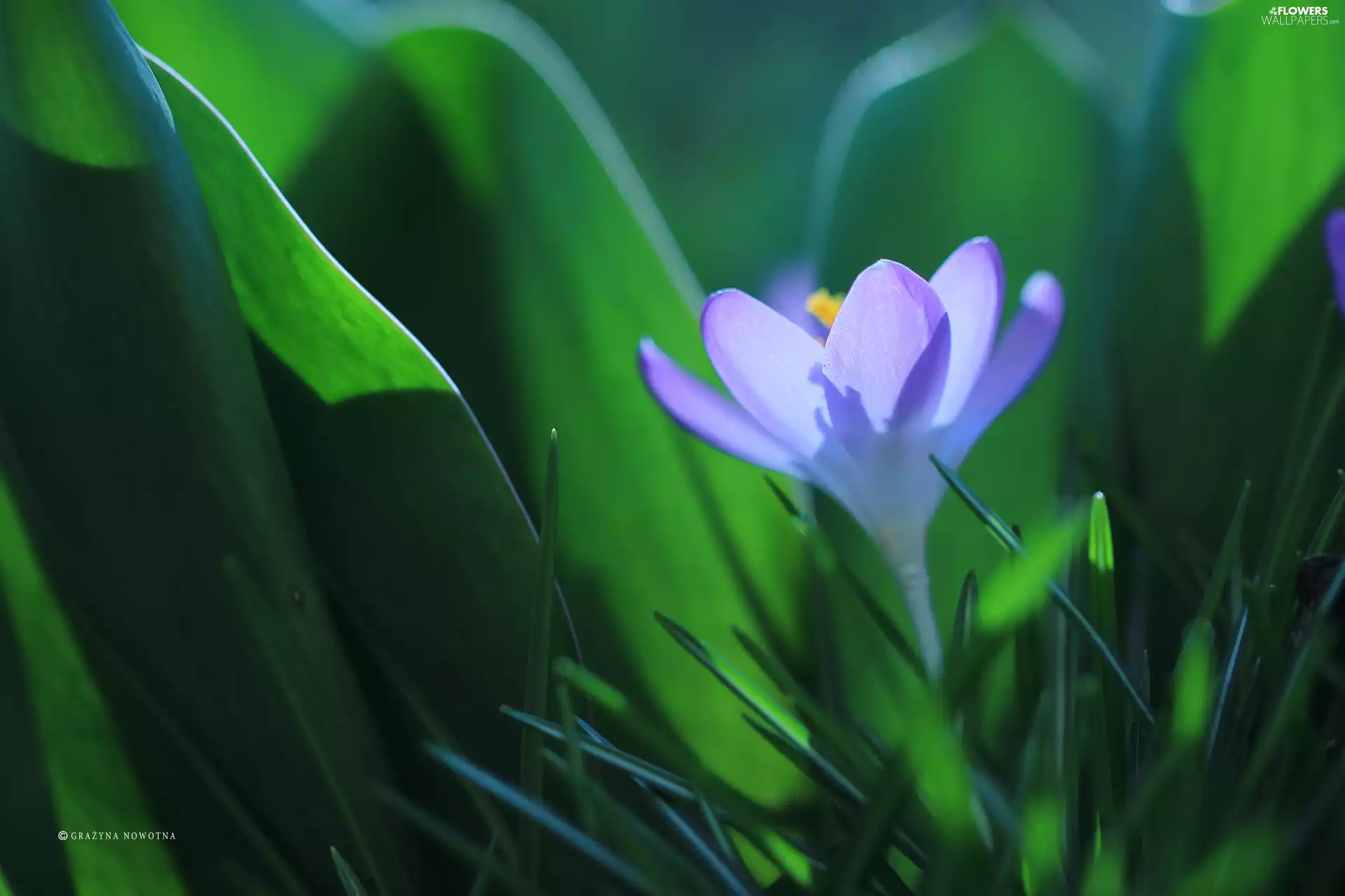 Colourfull Flowers, crocus, Violet