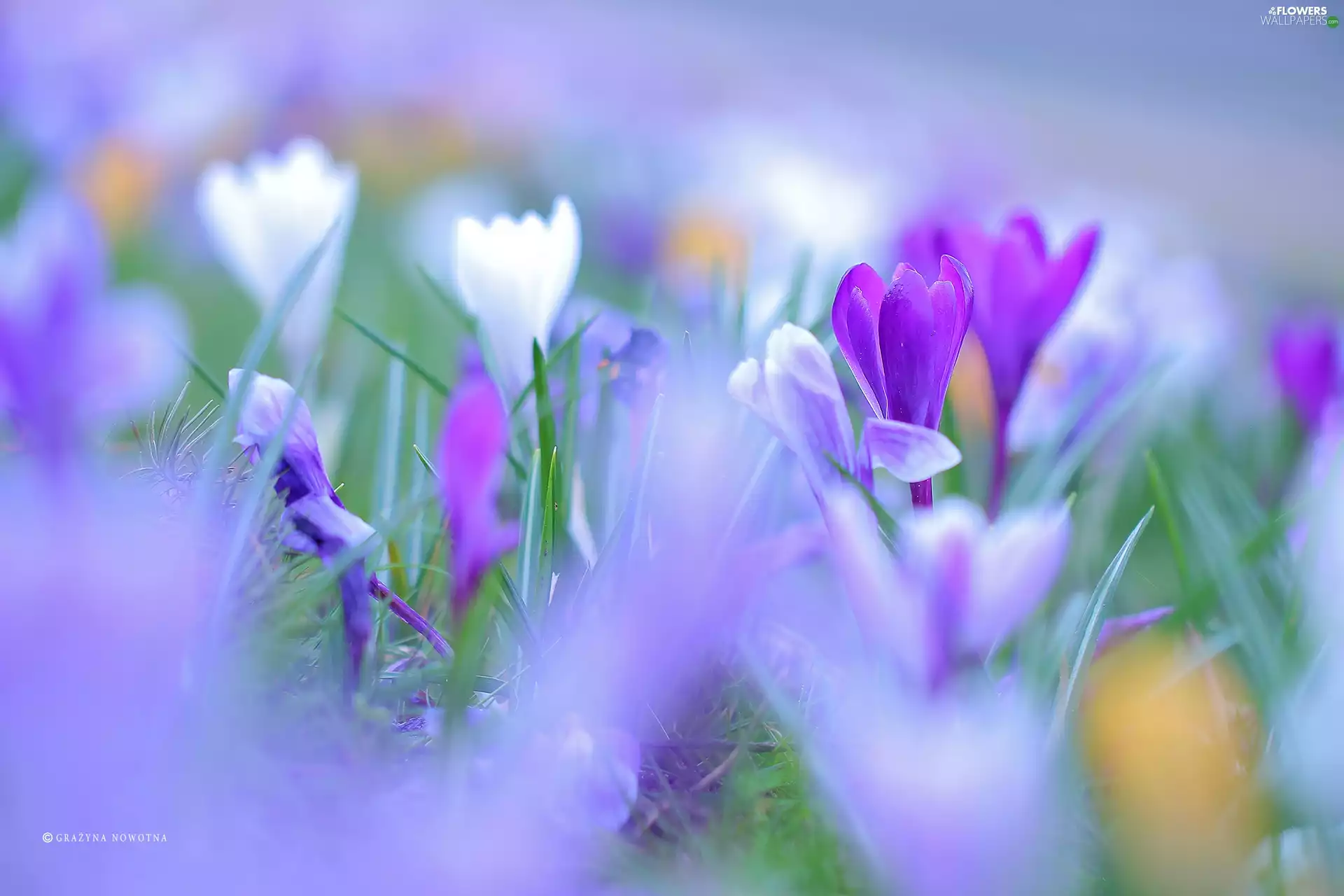 Colourfull Flowers, crocus, Violet